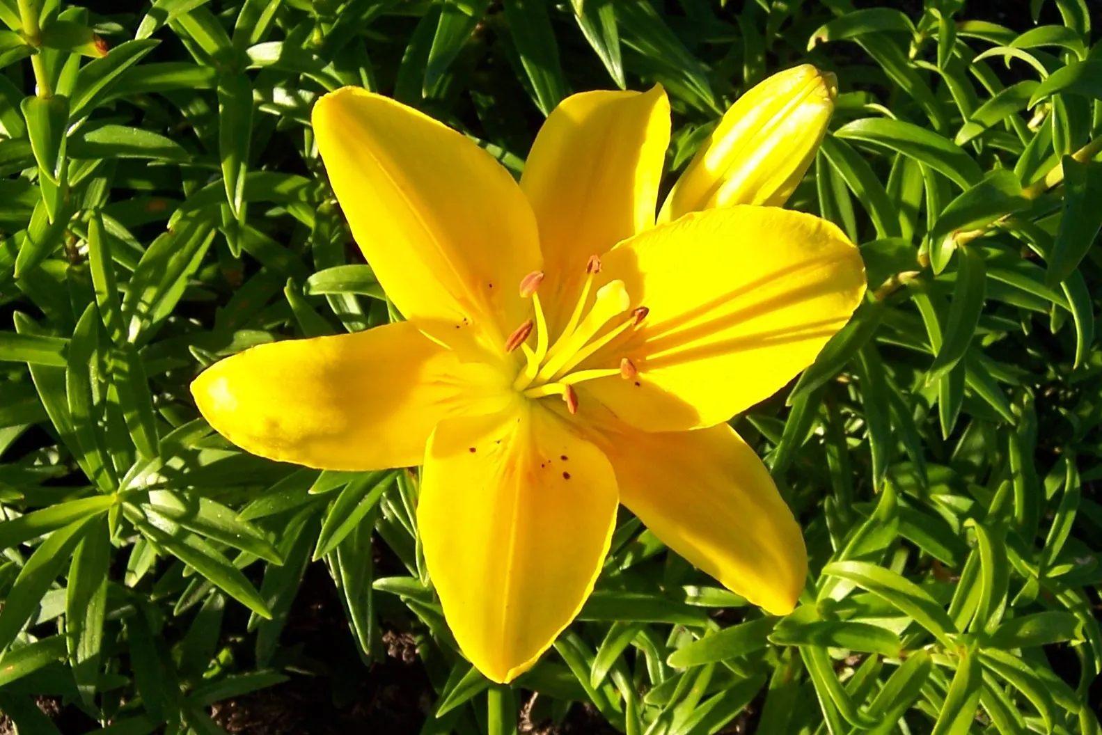 Lily Species (Lilium Hybrids) — you'll find their versatility in design and height variance, image 219