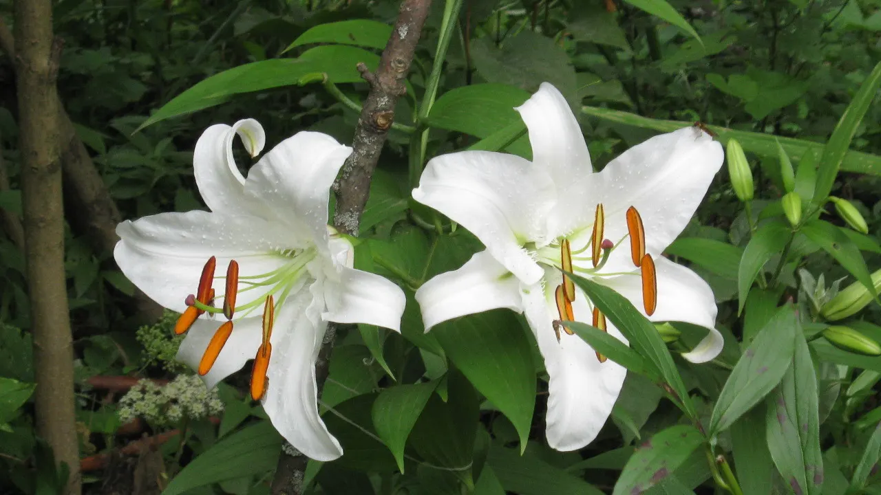 Lily Species (Lilium Hybrids) — To ensure a successful bloom, add a layer of mulch to conserve moisture and regulate soil temperature; hybrid, image 111