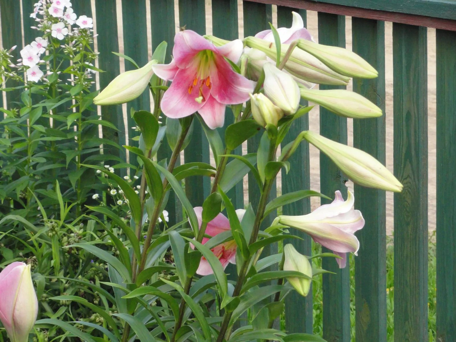 Lily Species (Lilium Hybrids) — Hybrid lilies bloom from early to late summer, with each flower lasting approximately 2 to 3 weeks