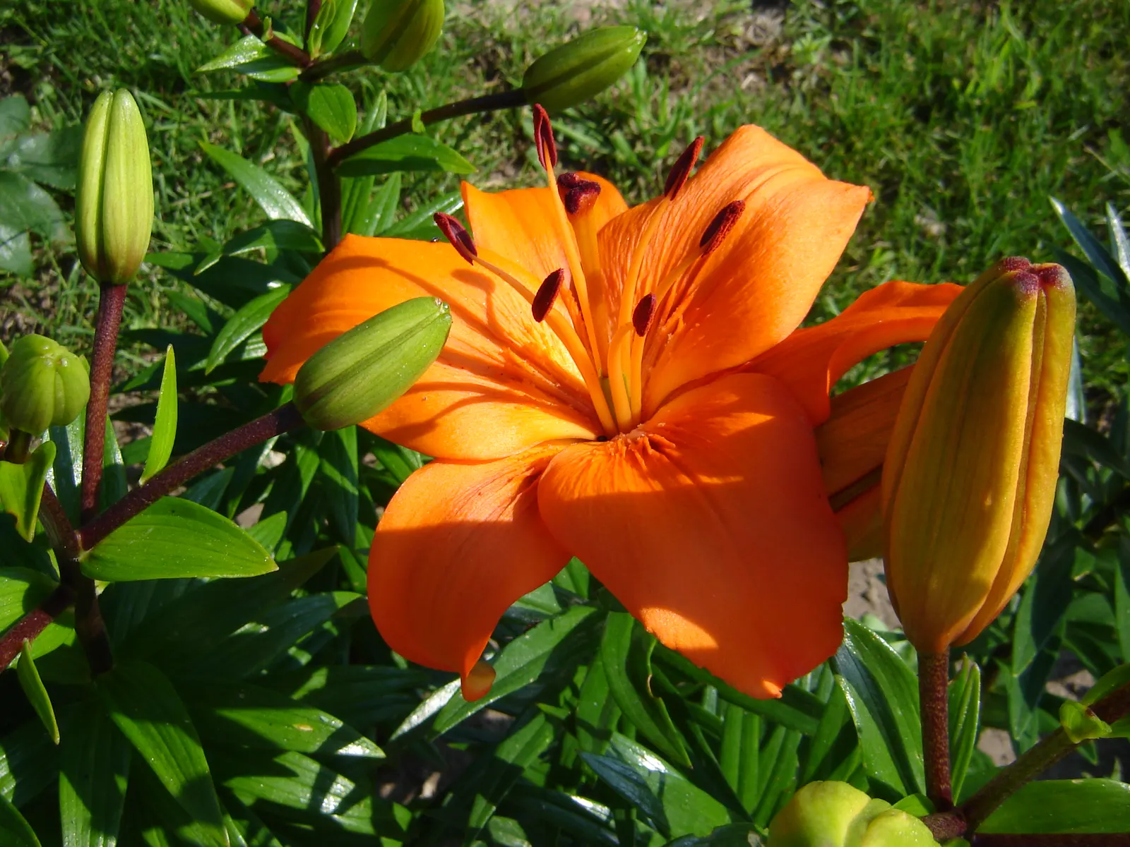 Lily Species (Lilium Hybrids) — Hybrid lilies bloom from early to late summer, with each flower lasting approximately 2 to 3 weeks; originating, image 130