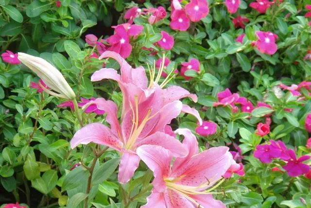 Lily Species (Lilium Hybrids) — often fragrant flowers that can captivate the senses and elevate the aesthetic of any garden; bulb with, image 204