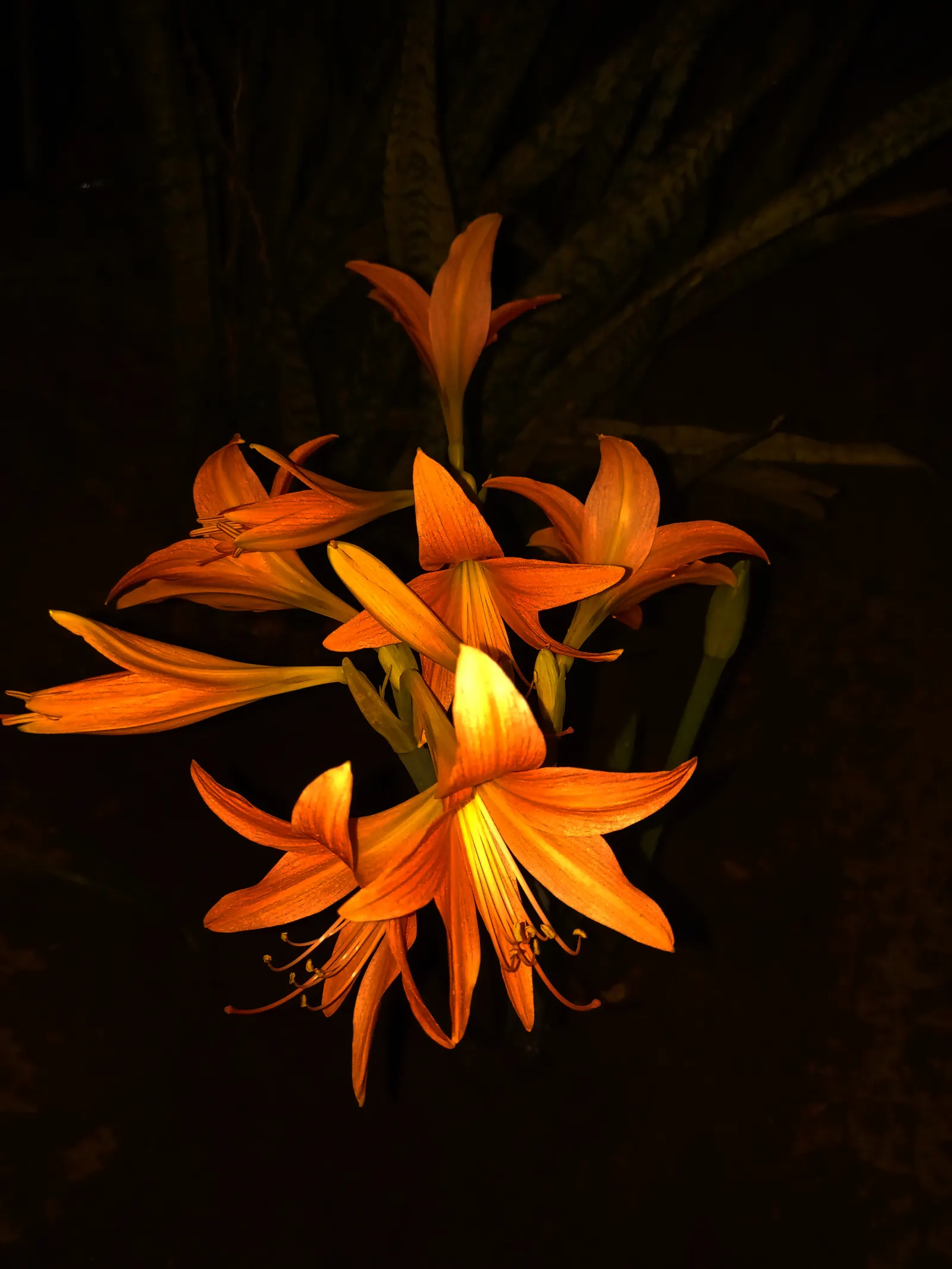 Lily Species (Lilium Hybrids) — They thrive under full sun to partial shade conditions, requiring at least 6 hours of sunlight daily; can reach up, image 221