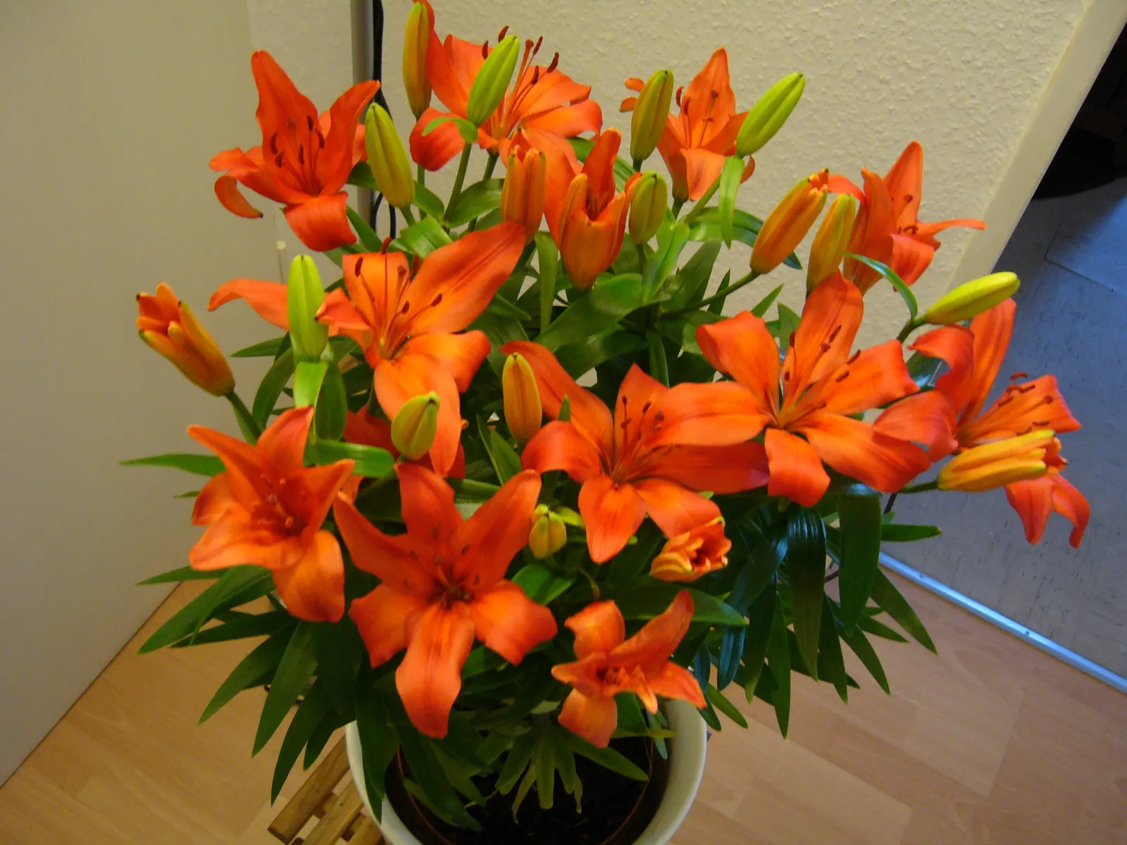 Lily Species (Lilium Hybrids) — these hybrids have been selectively bred to enhance particular features such as color; these perennial bulbs flower mid-summer