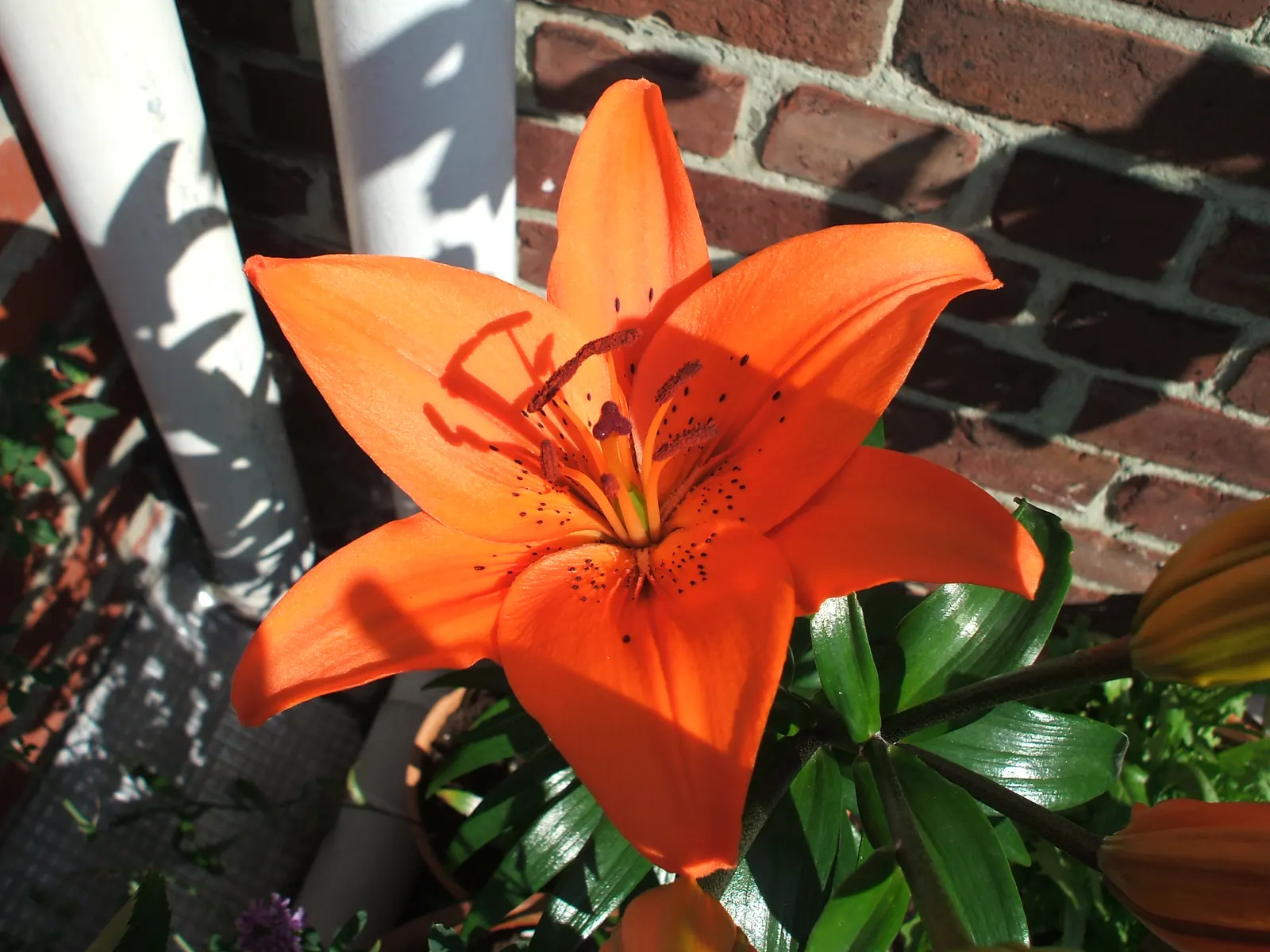 Lily Species (Lilium Hybrids) — Annual mulching is advised to protect bulbs in winter; ideal for accents in beds and borders or as dramatic focal, image 192