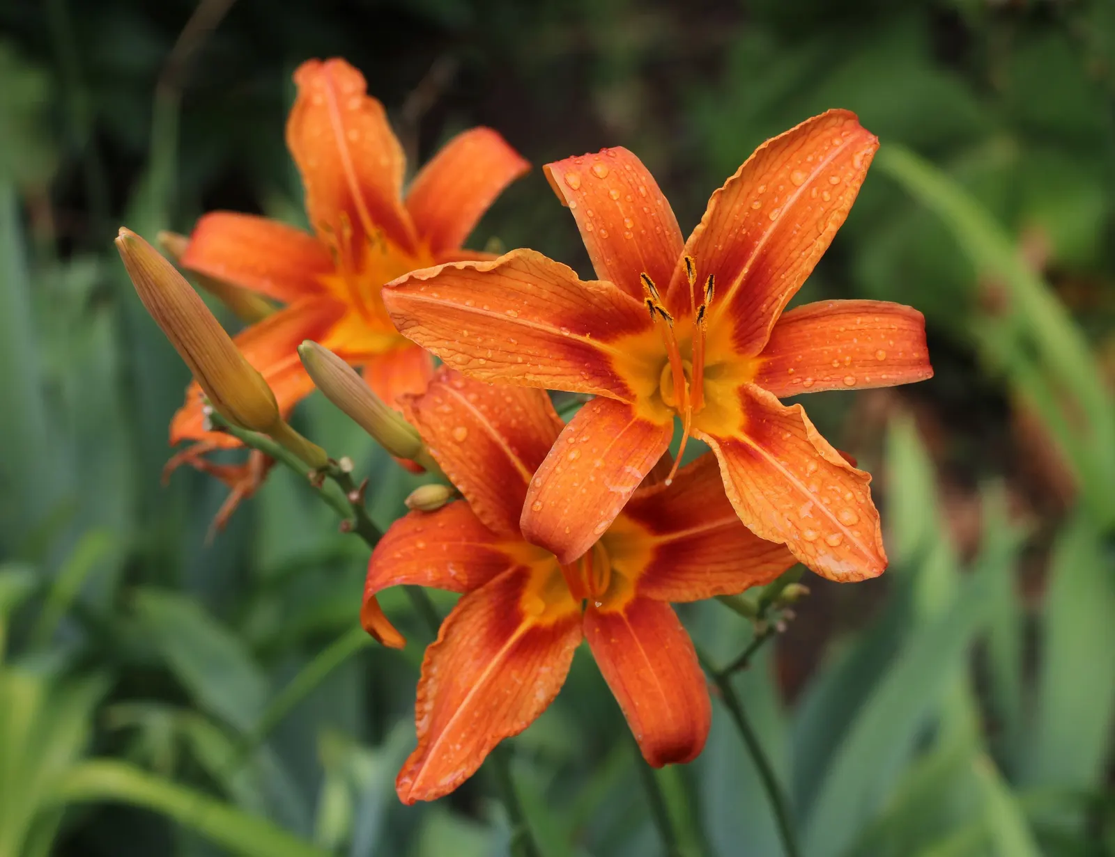 Lily Species (Lilium Hybrids) — multi-colored and white and yellow flowers in the garden; prefer well-drained soil and full sun to partial shade, image 205