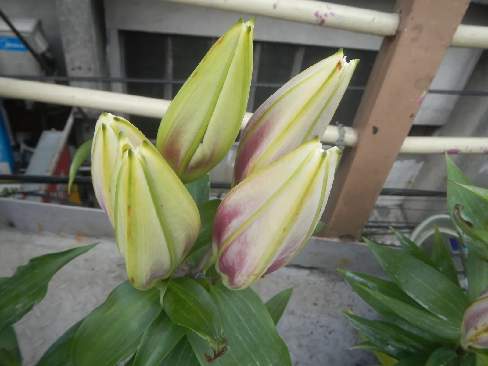 Lily Species (Lilium Hybrids) — Brief Description for Landscape Design Portfolio:\n\nLilium hybrids; with blossom sizes approximately 6 inches, image 93