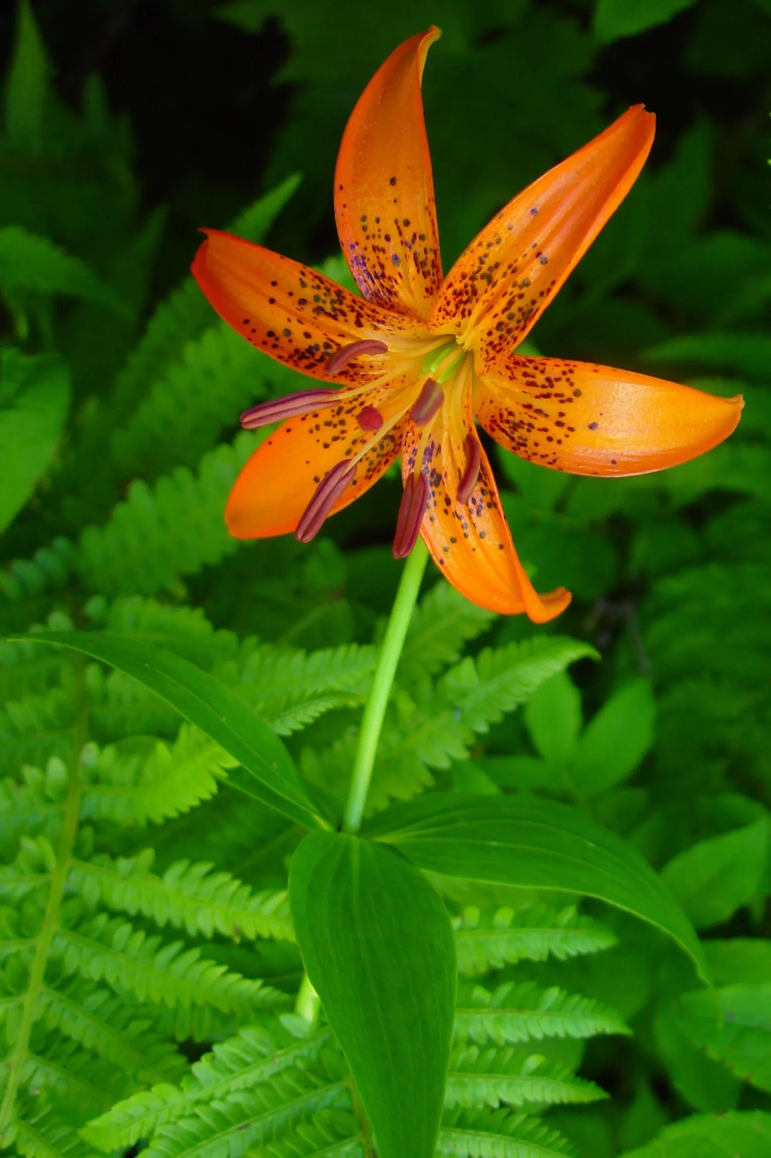 Lily Species (Lilium Hybrids) — They thrive under full sun to partial shade conditions, requiring at least 6 hours of sunlight daily; can reach up, image 152