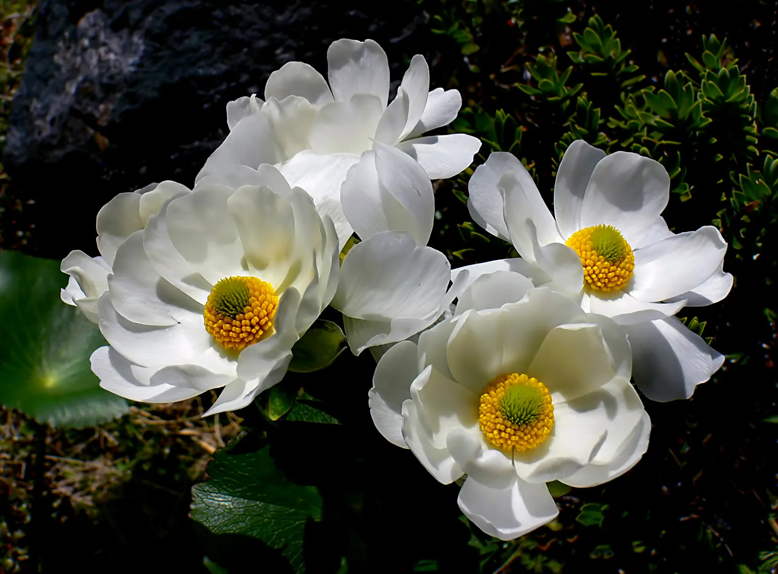 Lily Species (Lilium Hybrids) — Prefer well-drained soil and full sun to partial shade; consider using Lilium hybrids as focal points, image 121