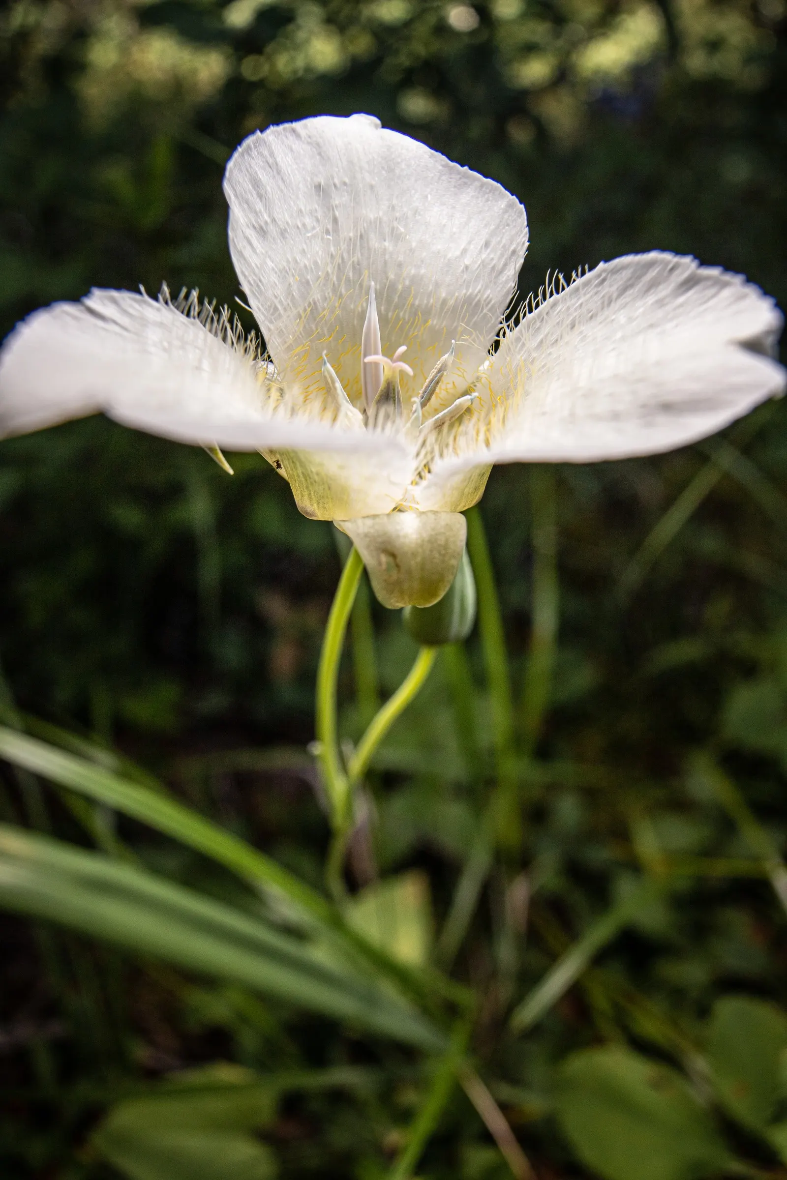 Lily Species (Lilium Hybrids) — These perennial bulbs flower mid-summer, offering a color range from whites to deep reds; commonly referred to as, image 120