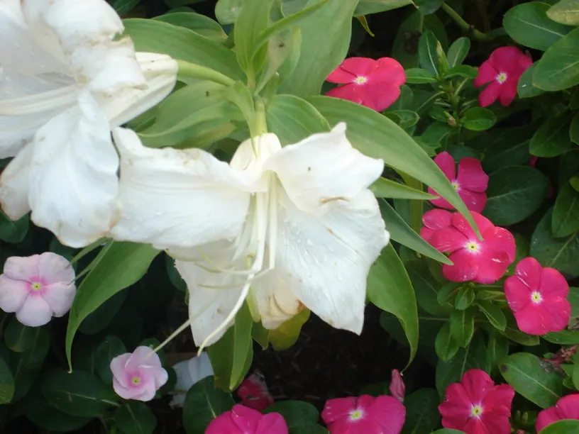 Lily Species (Lilium Hybrids) — Brief Description for Landscape Design Portfolio:\n\nLilium hybrids; with blossom sizes approximately 6 inches, image 139