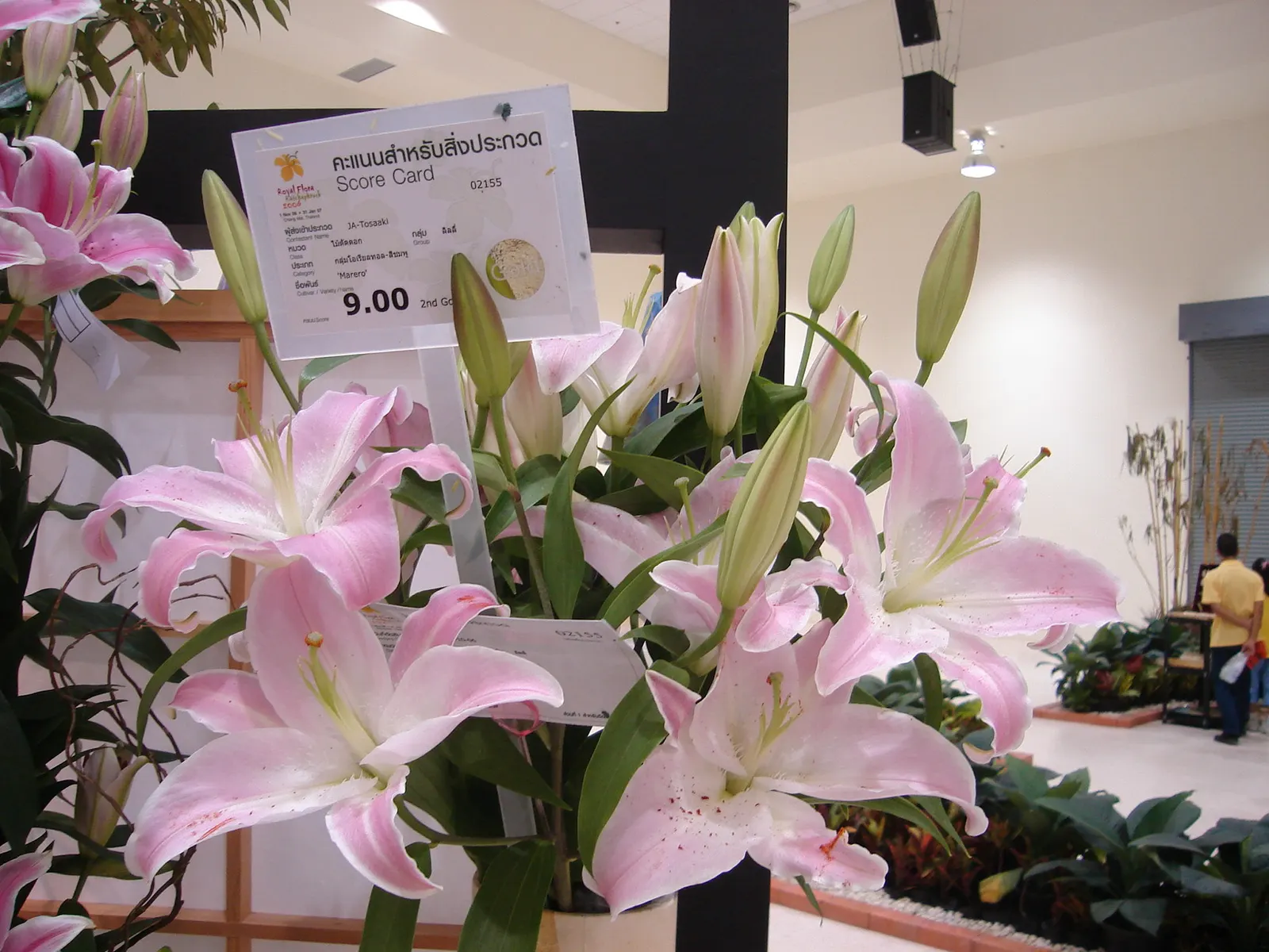 Lily Species (Lilium Hybrids) — can reach up to 6 feet in height; they're also superb for cut flower arrangements, enhancing the clients' enjoyment, image 164