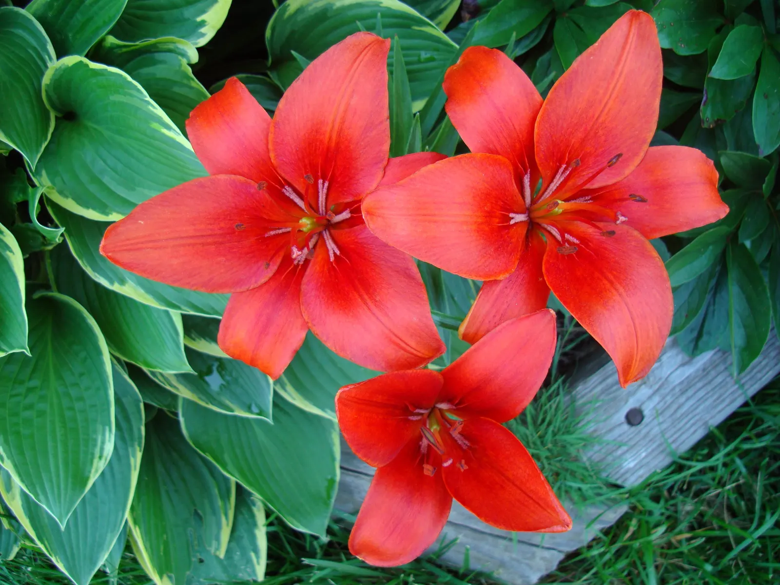 Lily Species (Lilium Hybrids) — bulb for full or half; often fragrant flowers that can captivate the senses and elevate the aesthetic of any garden, image 92