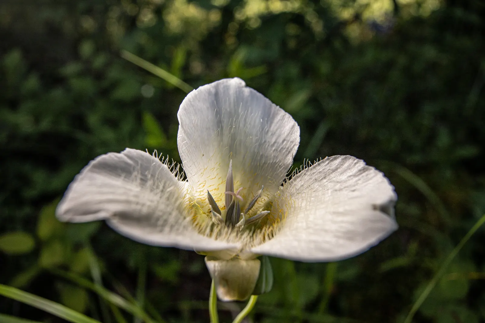 Lily Species (Lilium Hybrids) — you'll find their versatility in design and height variance, image 104