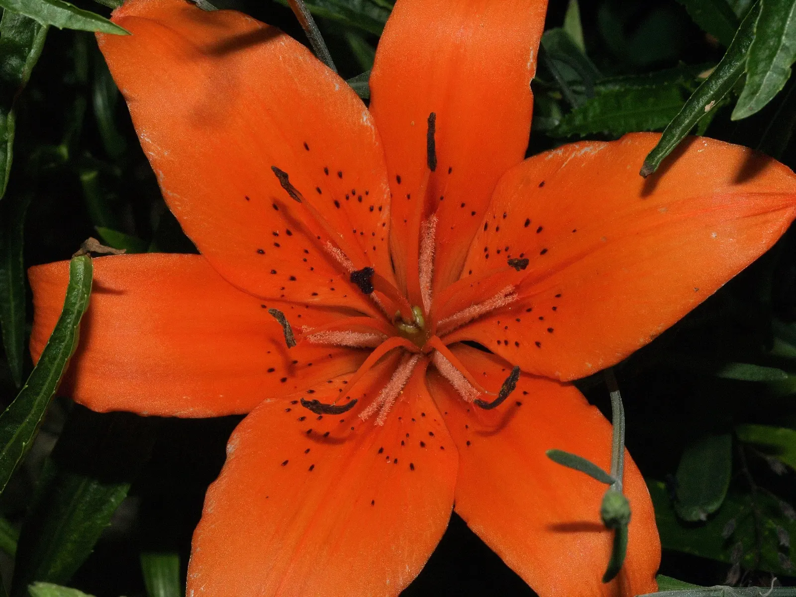 Lily Species (Lilium Hybrids) — commonly referred to as hybrid lilies; they thrive under full sun to partial shade conditions, requiring at least 6, image 193