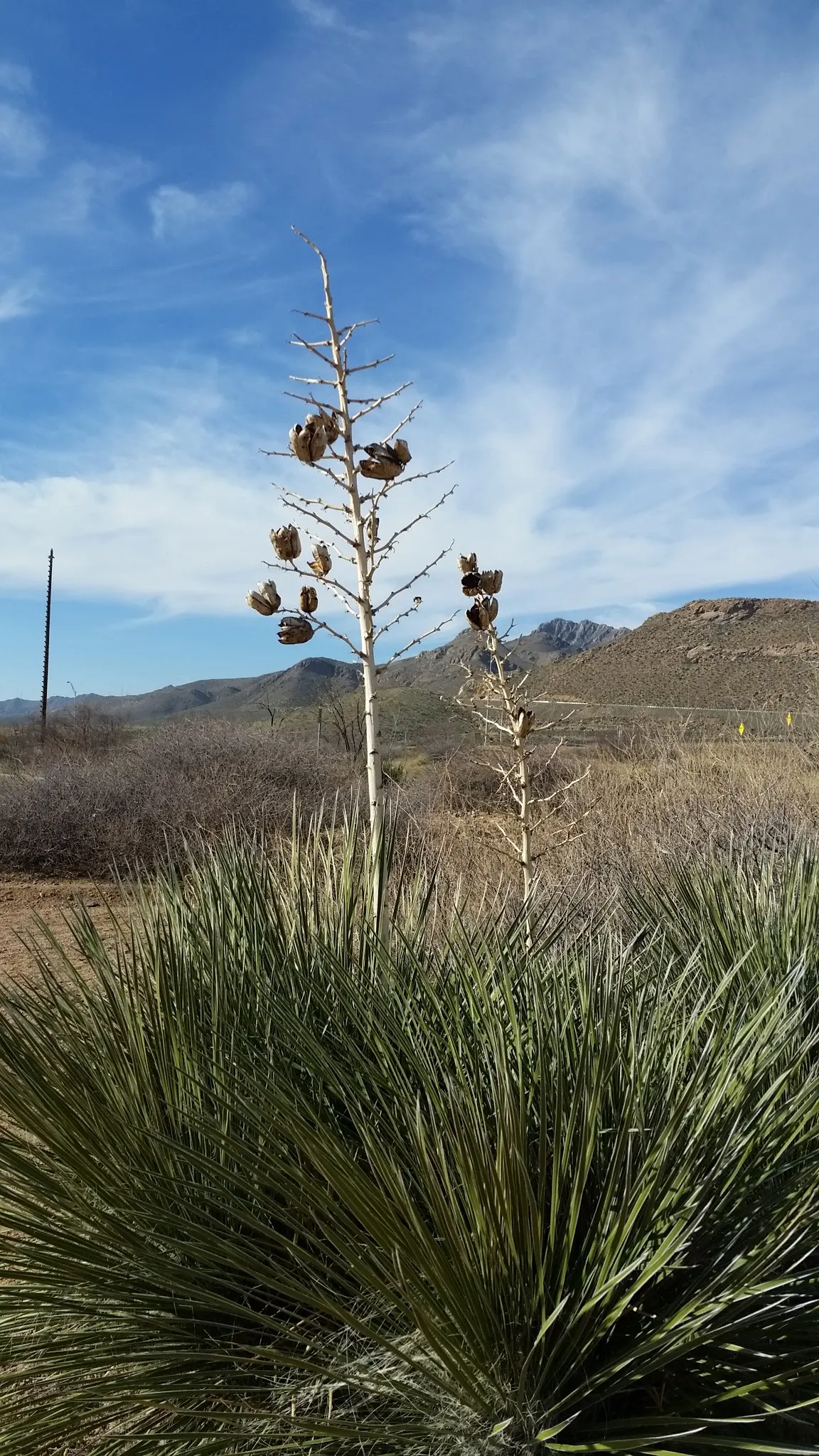 Mountain Yucca (Yucca Schottii) — white flowers in the garden