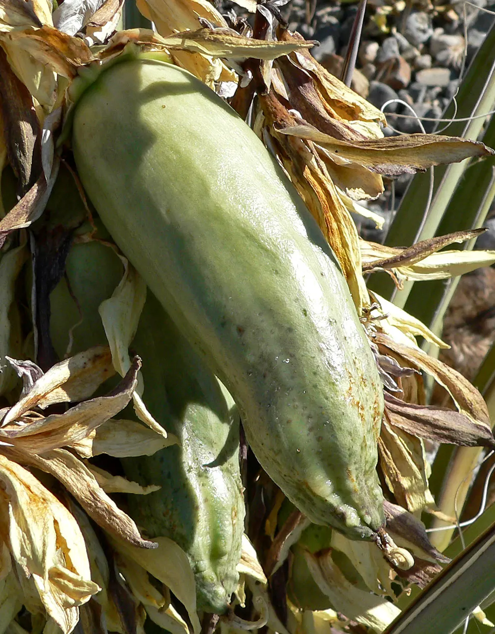 Mountain Yucca (Yucca Schottii) — adorned with creamy white