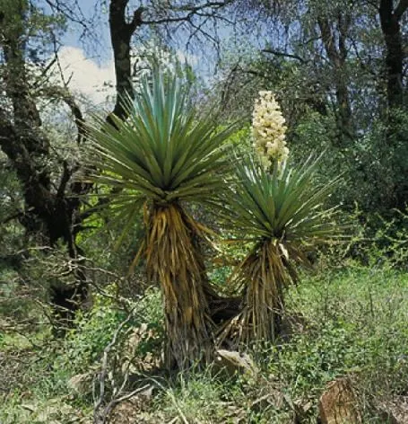Mountain Yucca (Yucca Schottii) — creating a striking contrast against the foliage.<br><br>Preferring full sun exposure for optimal growth