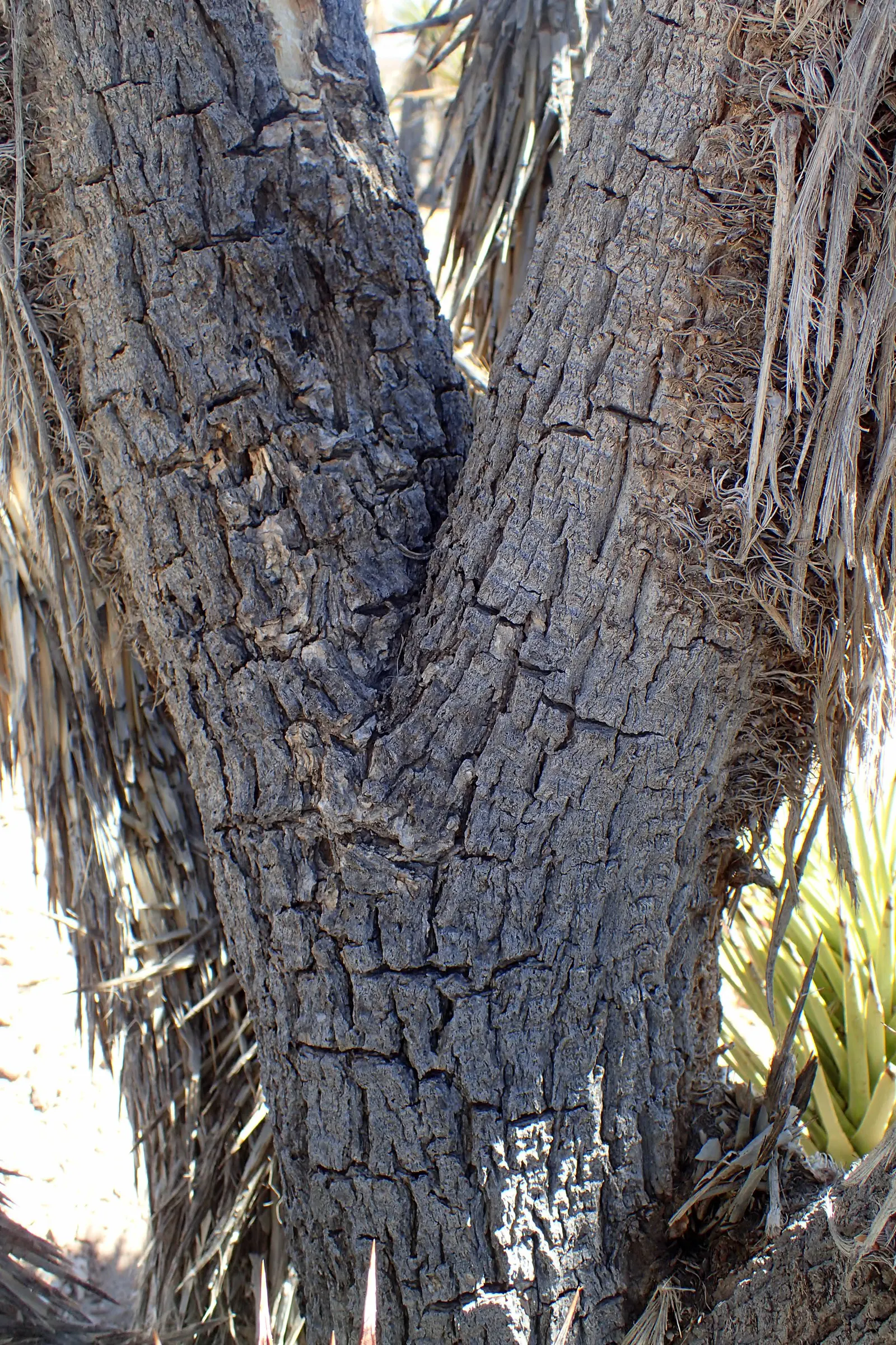 Mountain Yucca (Yucca Schottii) — adding a unique texture to the garden.<br><br>Standing tall