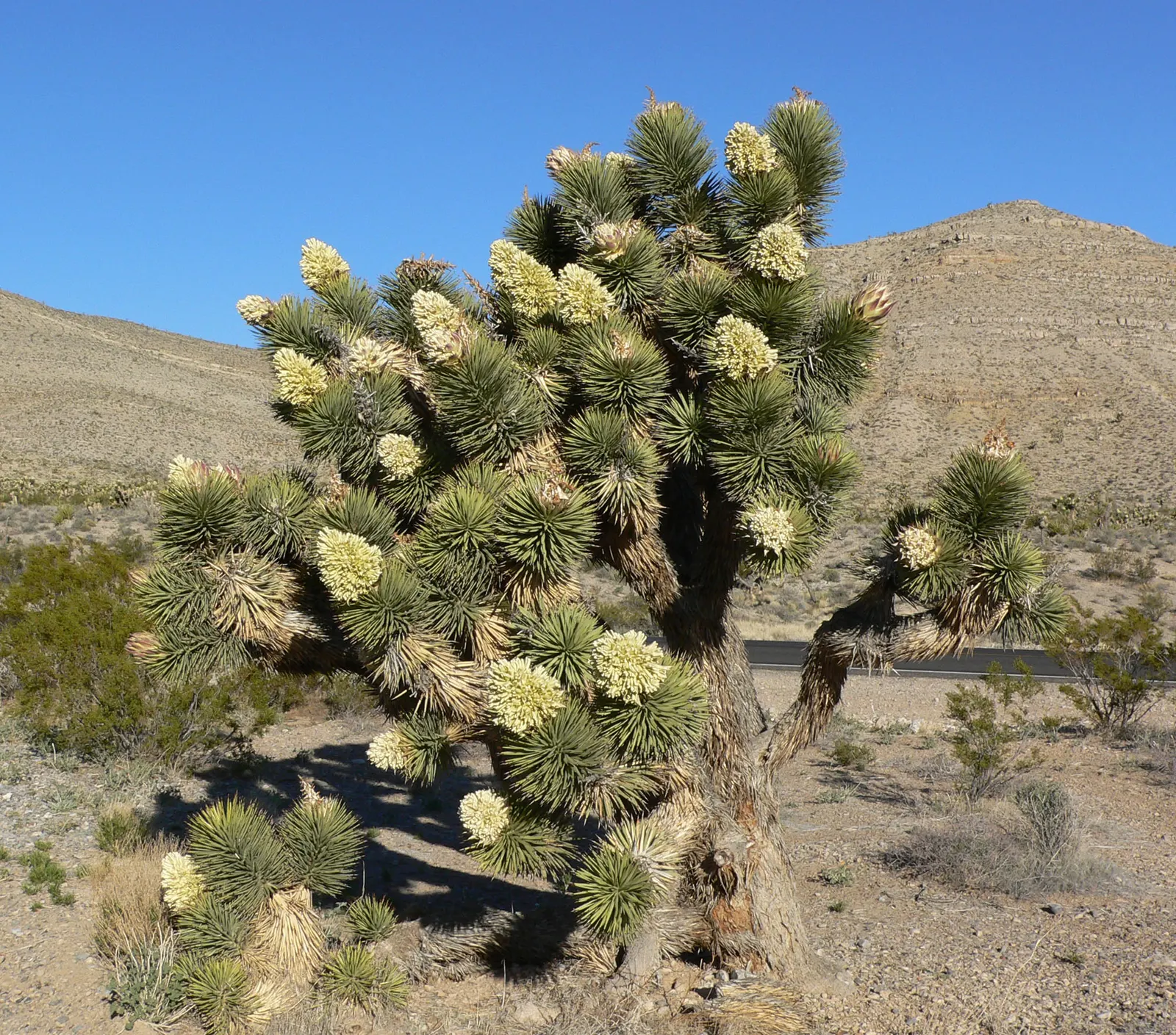 Mountain Yucca (Yucca Schottii) — This Southwest native thrives in USDA hardiness zones 5 through 10