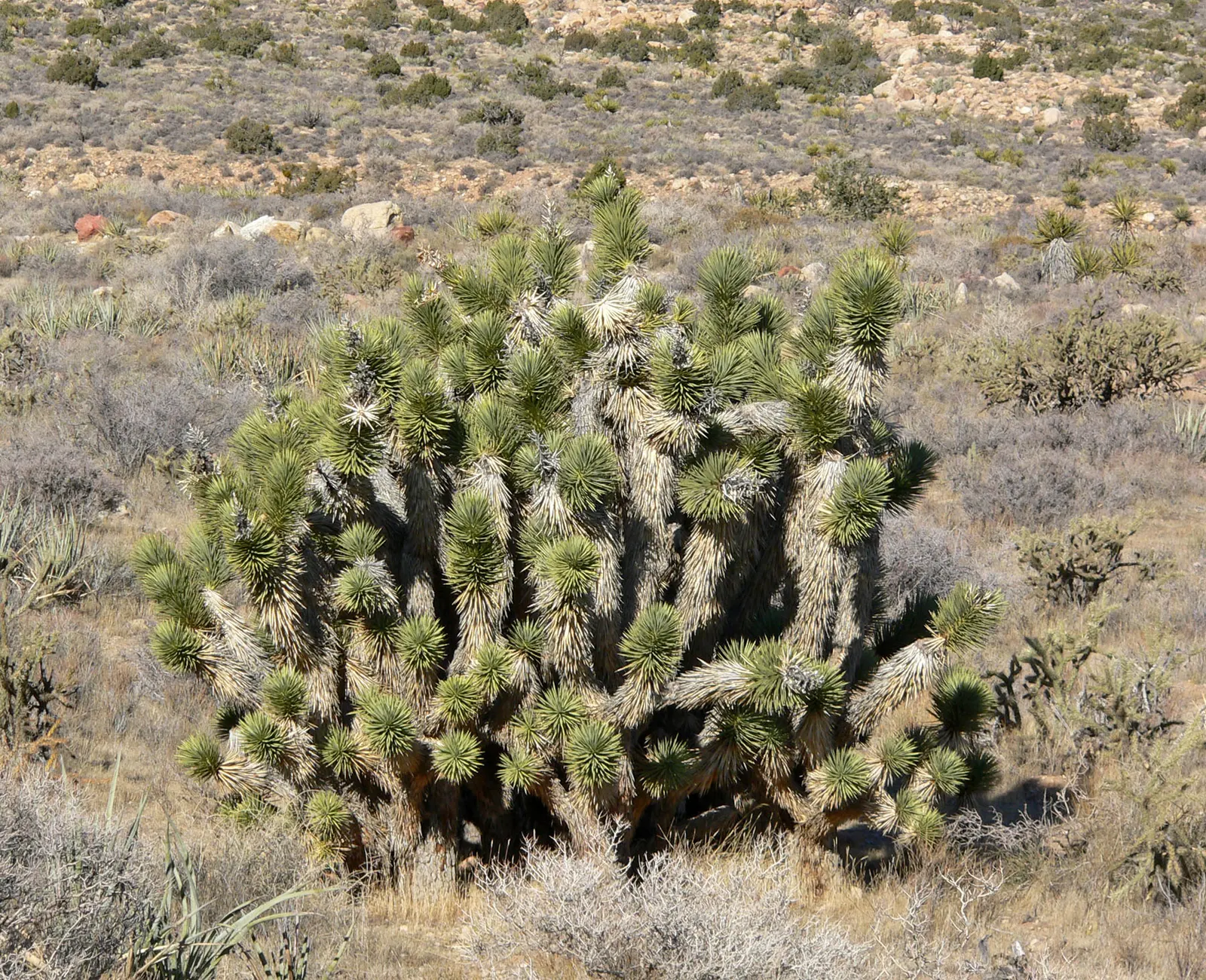 Mountain Yucca (Yucca Schottii) — is a robust perennial that adds a distinct structural element to any landscape