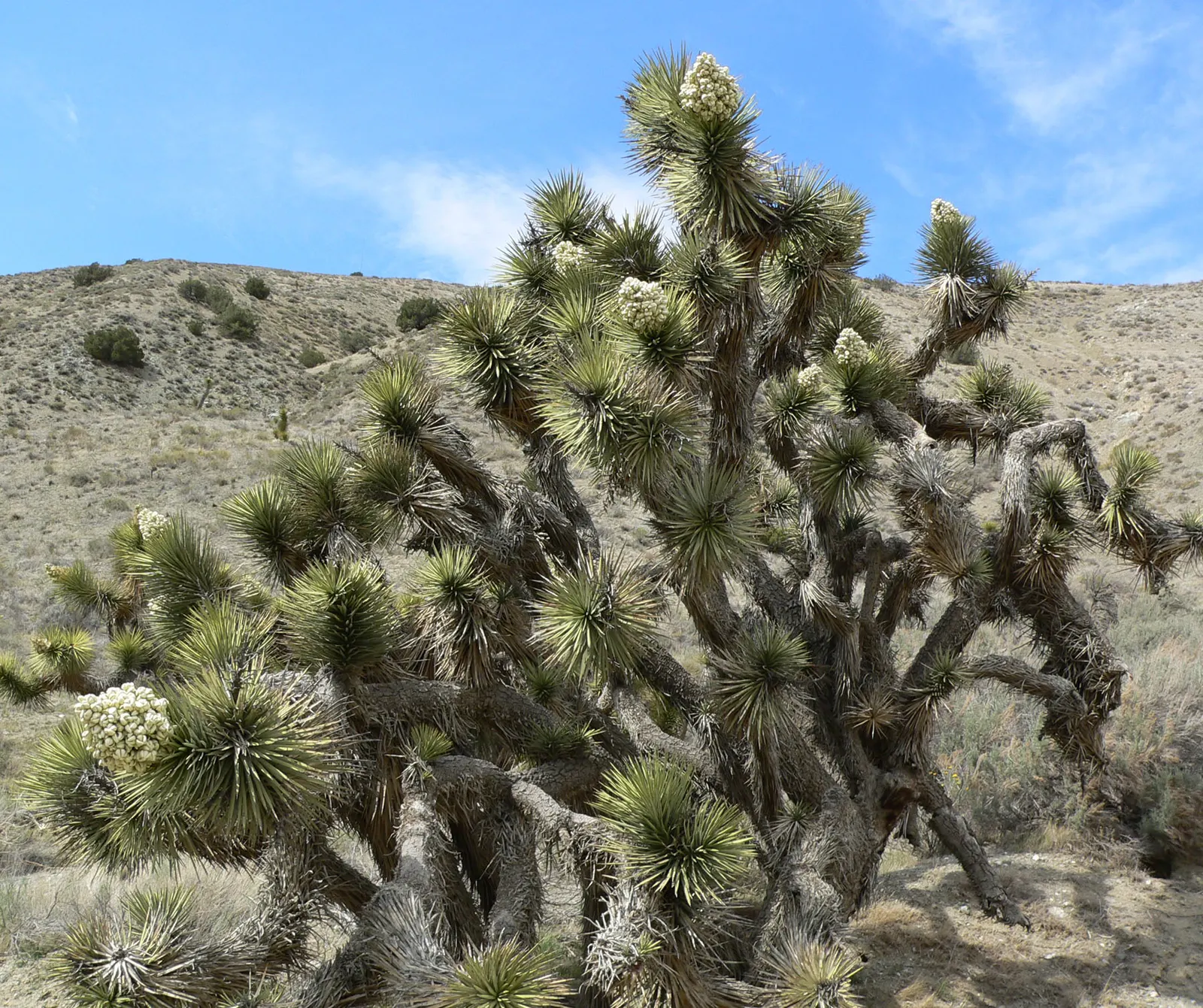 Mountain Yucca (Yucca Schottii) — bell-shaped flowers that are approximately 2 inches in length