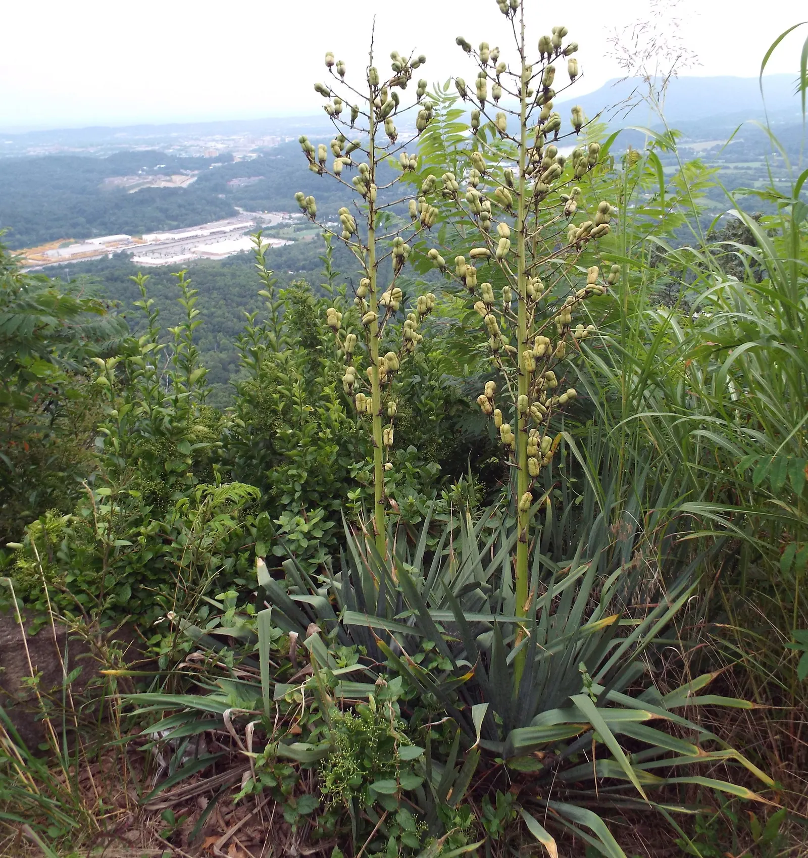 Mountain Yucca (Yucca Schottii) — which can reach up to 3 feet in length and approximately 1.5 to 2 inches in width