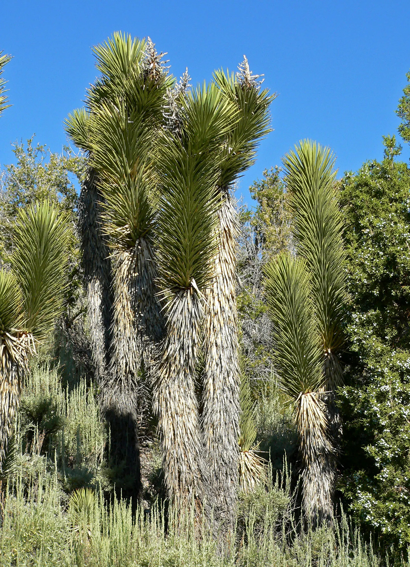 Mountain Yucca (Yucca Schottii) — scientifically known as Yucca schottii