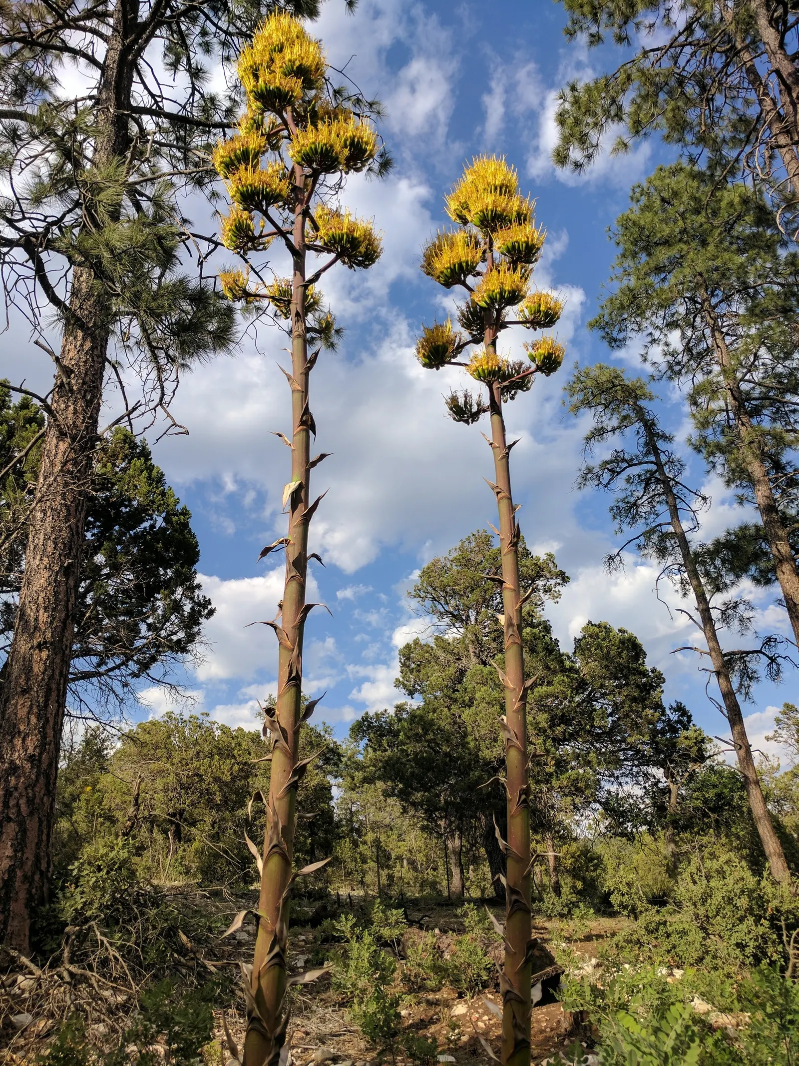 Mountain Yucca (Yucca Schottii) — It requires well-drained soil and can handle soil conditions ranging from sandy to loamy