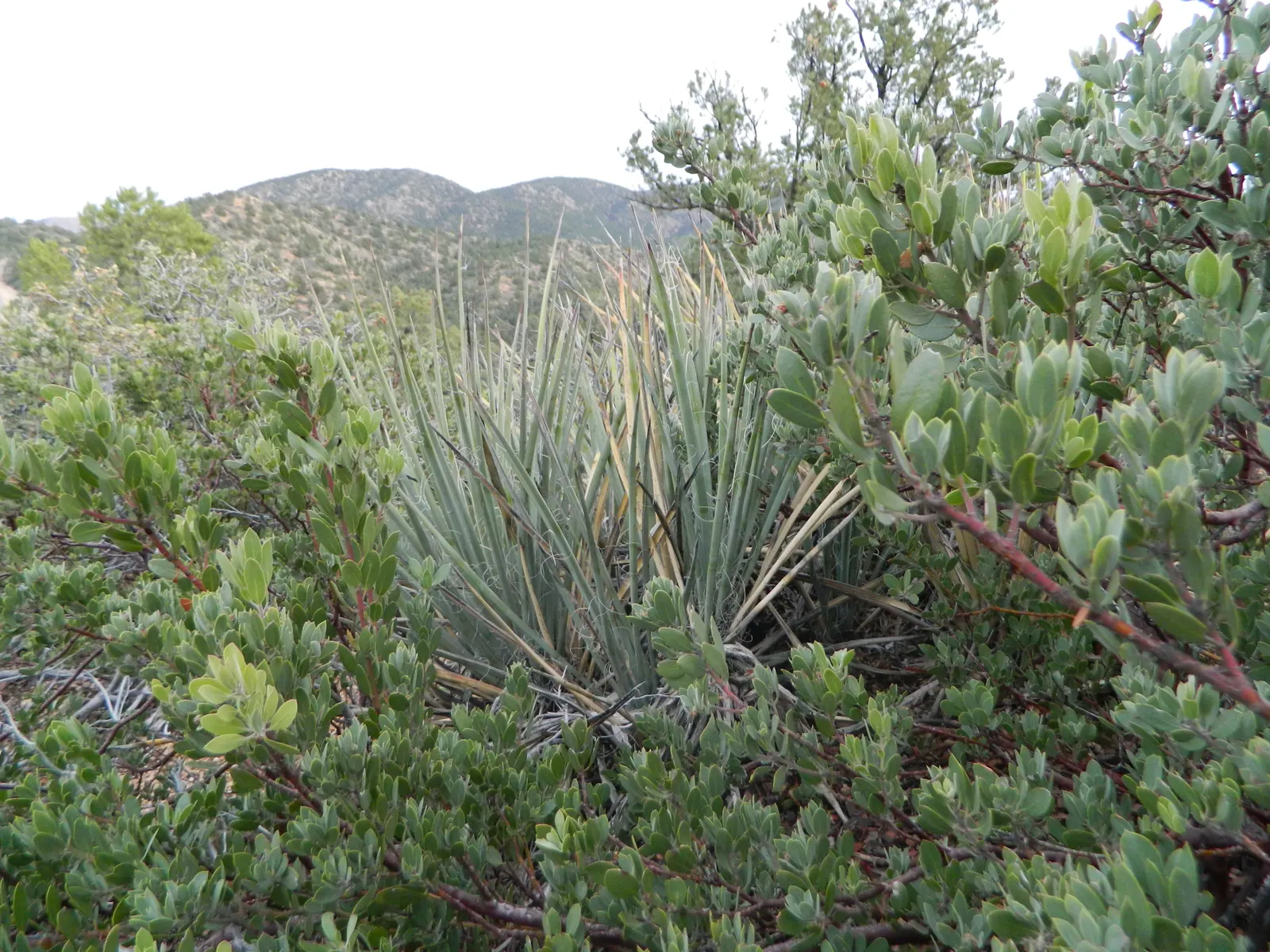 Mountain Yucca (Yucca Schottii) — Mountain Yucca (Yucca schottii) is a robust, evergreen succulent reaching heights of 6-12 feet