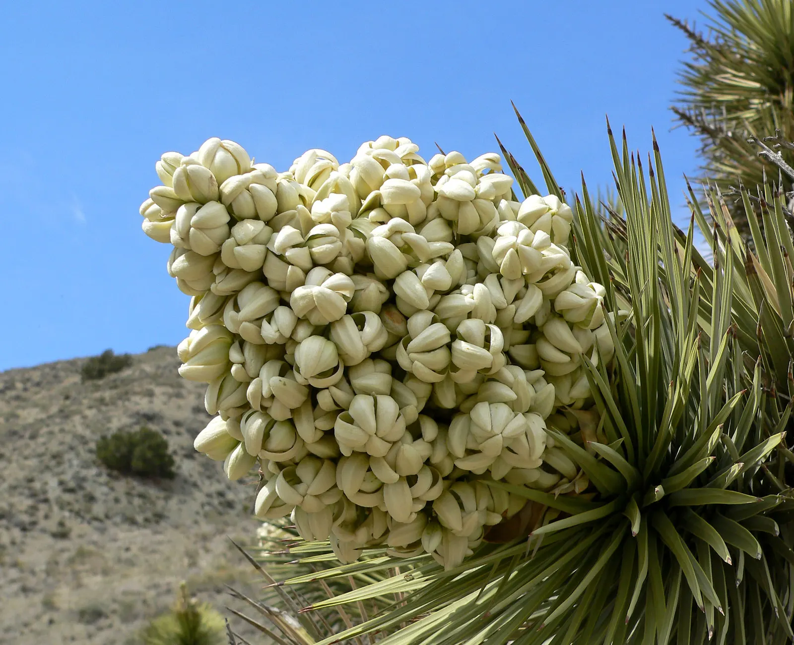 Mountain Yucca (Yucca Schottii) — shrub with white blooms