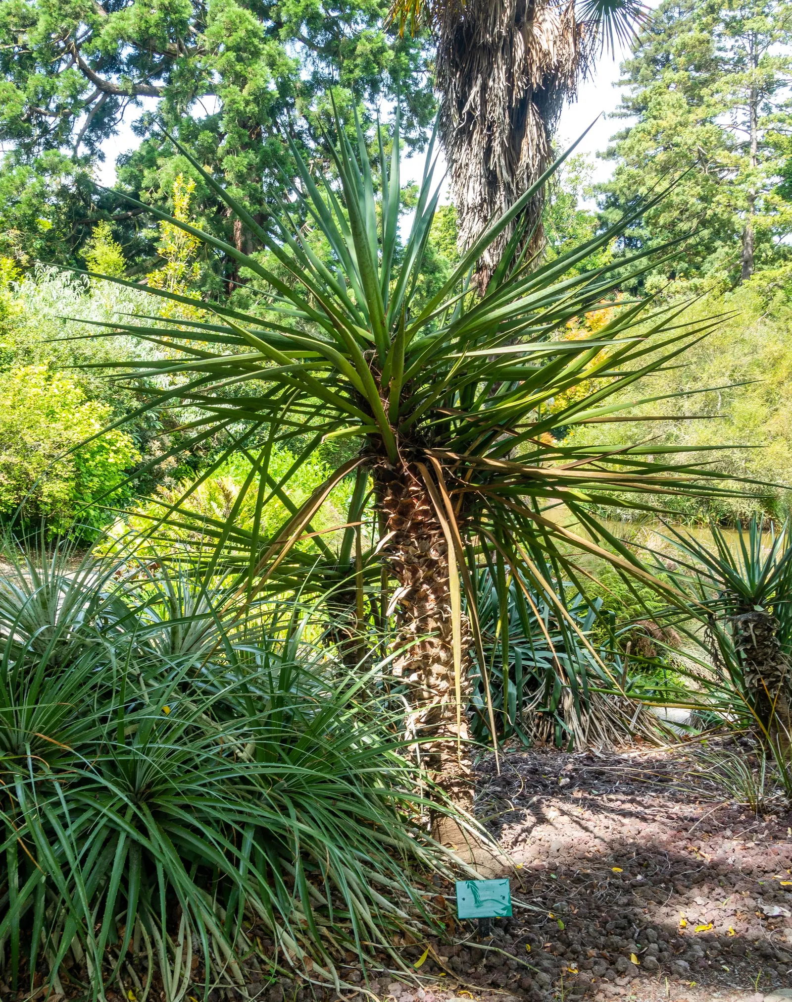 Mountain Yucca (Yucca Schottii) — showcasing its adaptability to various climates