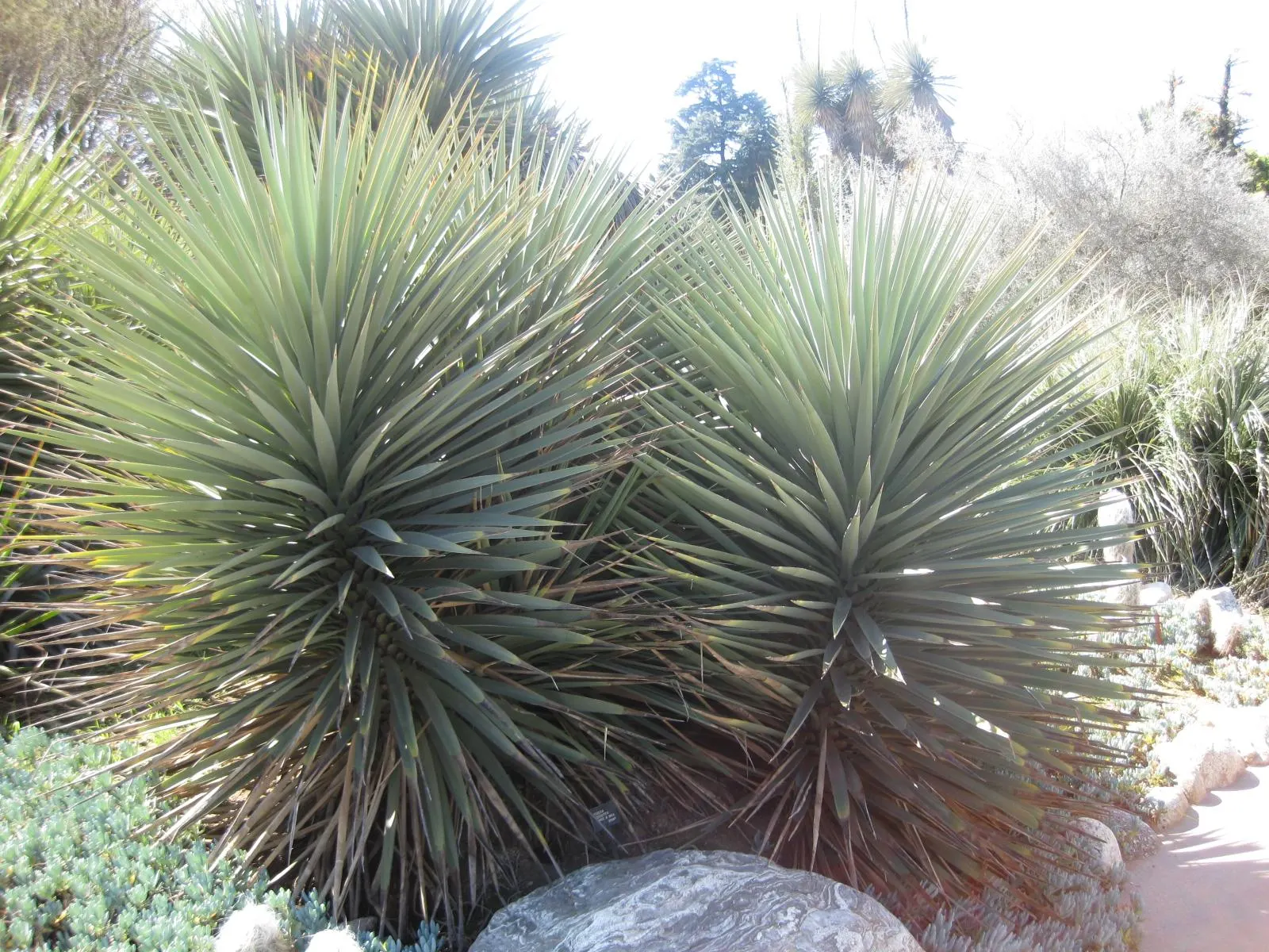 Mountain Yucca (Yucca Schottii) — These bluish-green leaves may exhibit filamentous edges