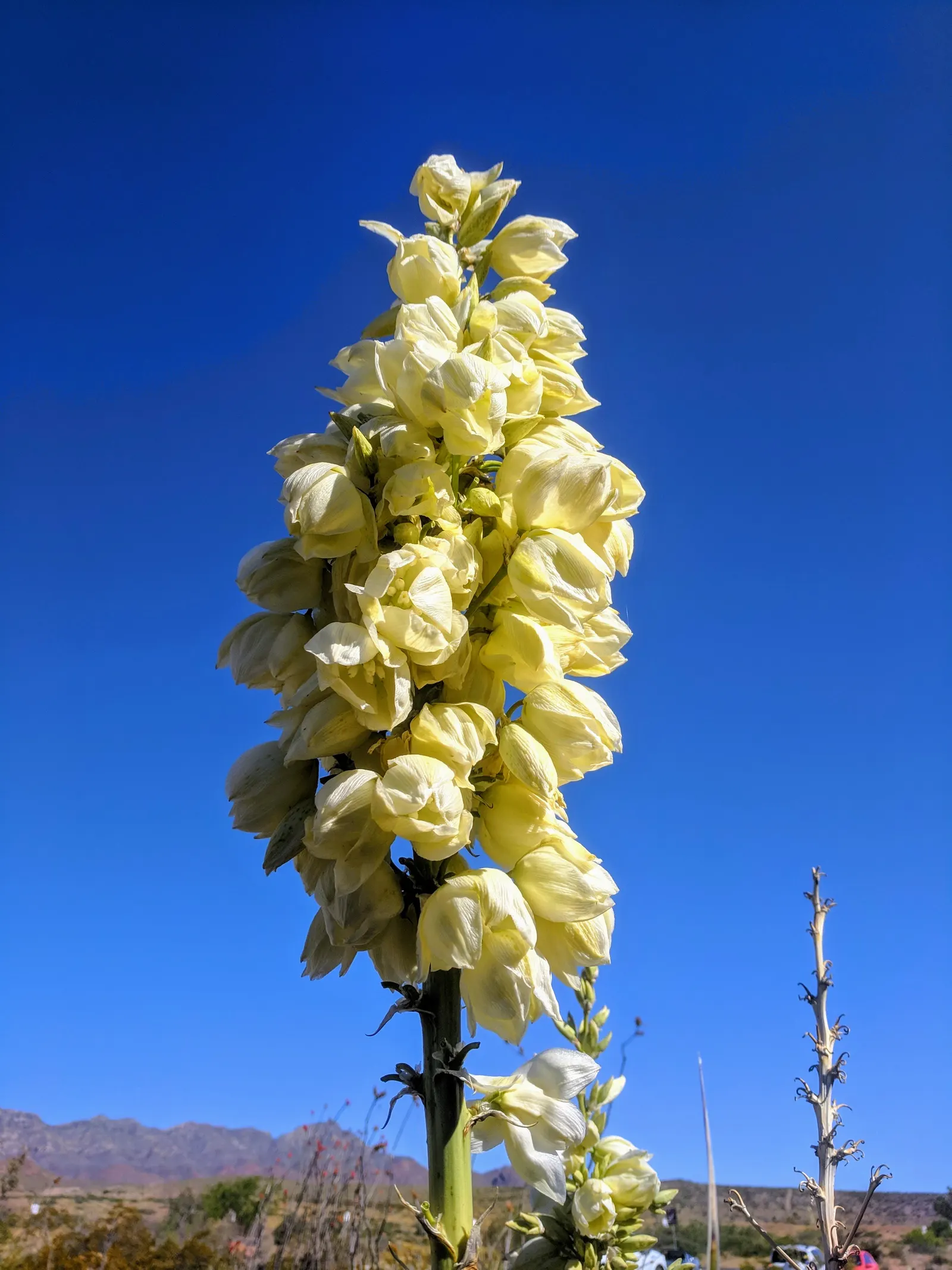 Mountain Yucca (Yucca Schottii) — The stalk is adorned with a captivating display of creamy white