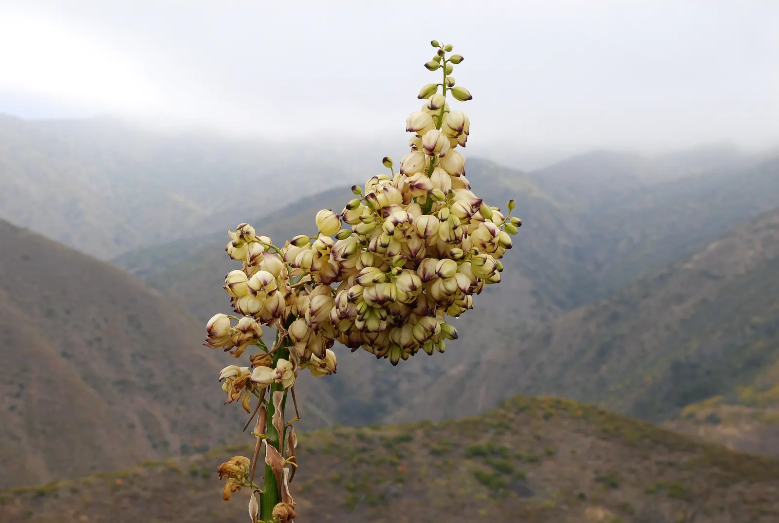 Mountain Yucca (Yucca Schottii) — It stands out with its rosette of rigid