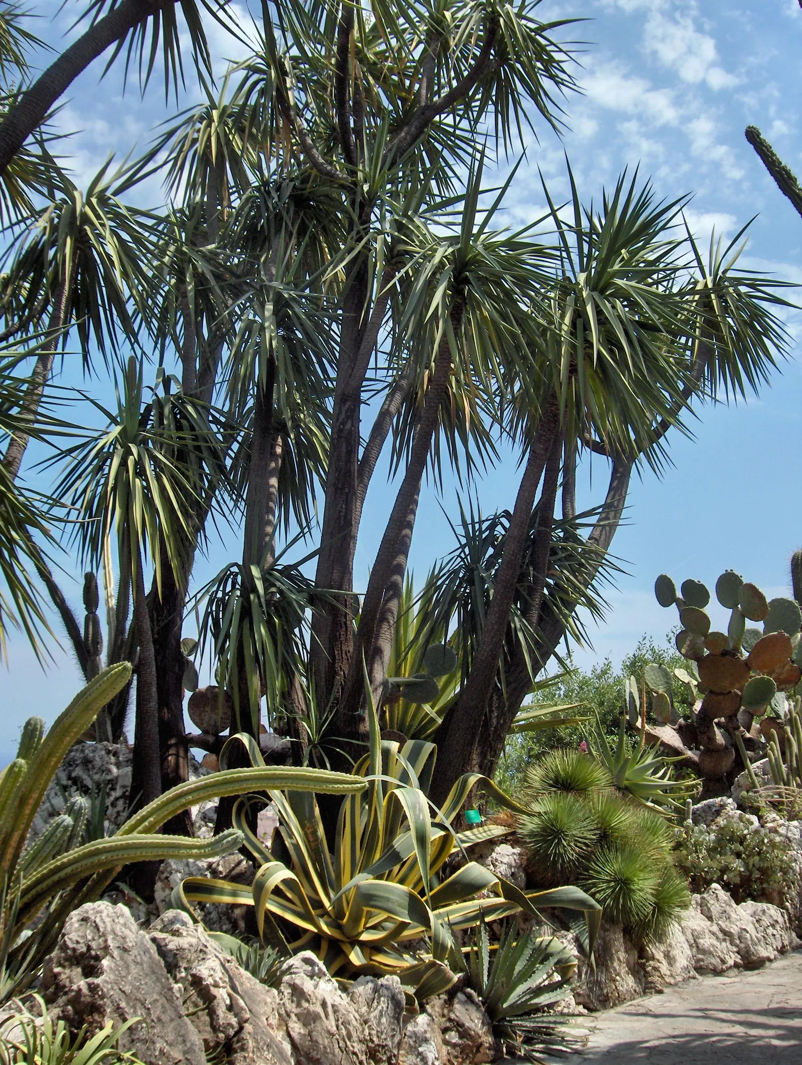 Mountain Yucca (Yucca Schottii) — In late spring to early summer