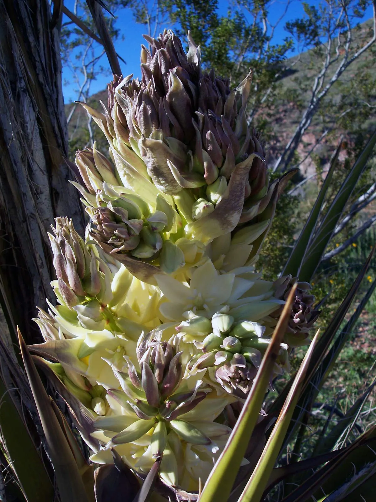 Mountain Yucca (Yucca Schottii) — Yucca schottii is also relatively drought-tolerant