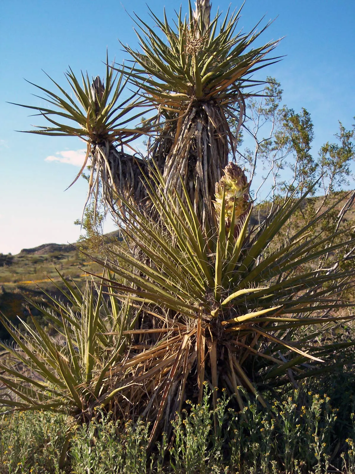 Mountain Yucca (Yucca Schottii) — typically in late spring to early summer