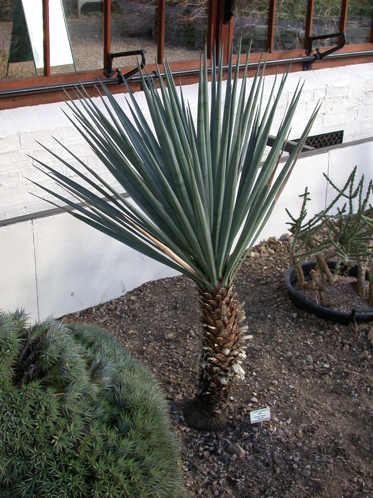 Mountain Yucca (Yucca Schottii) — the Mountain Yucca produces a flower stalk that can soar to heights of 6 to 12 feet
