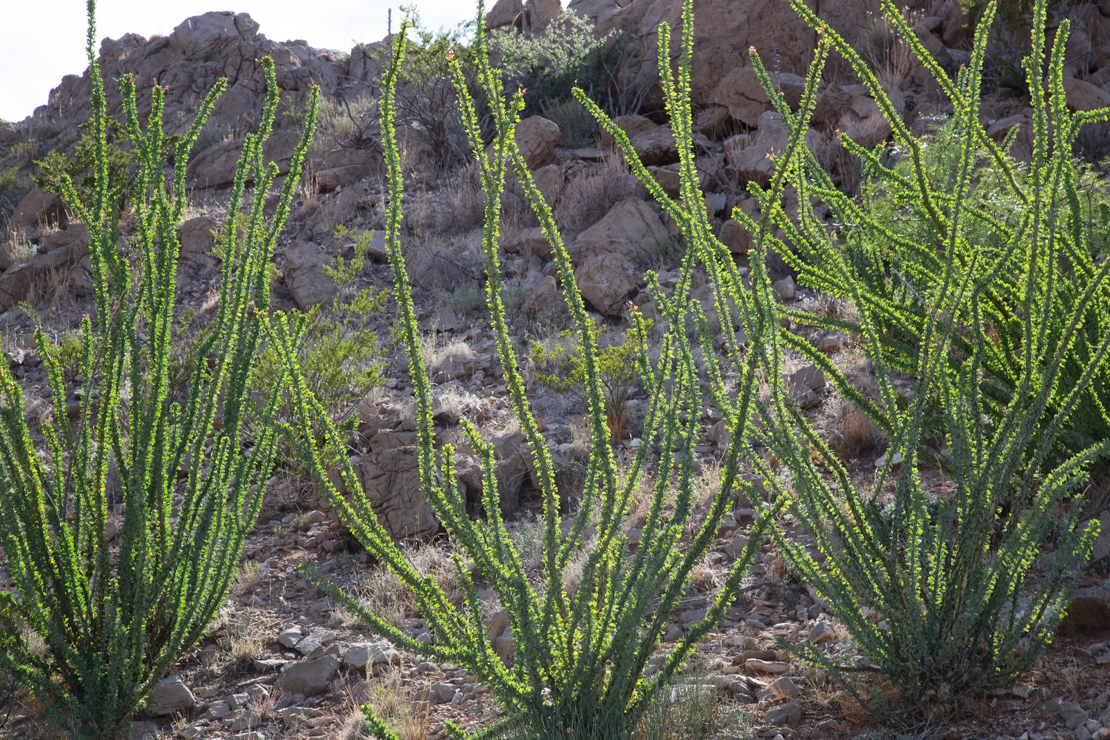 Mountain Yucca (Yucca Schottii) — Ideal for xeriscaping, it requires well-drained soil and full sun