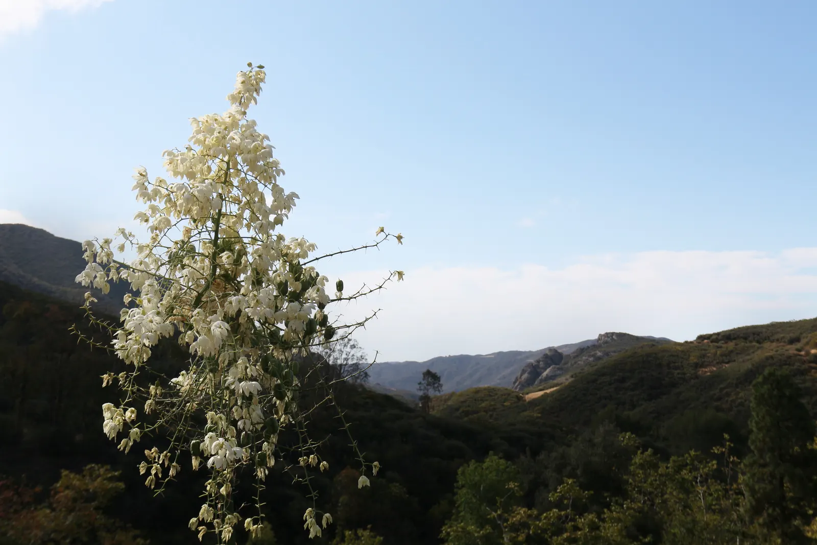 Mountain Yucca (Yucca Schottii) — which are naturally drawn to its nocturnally fragrant blooms