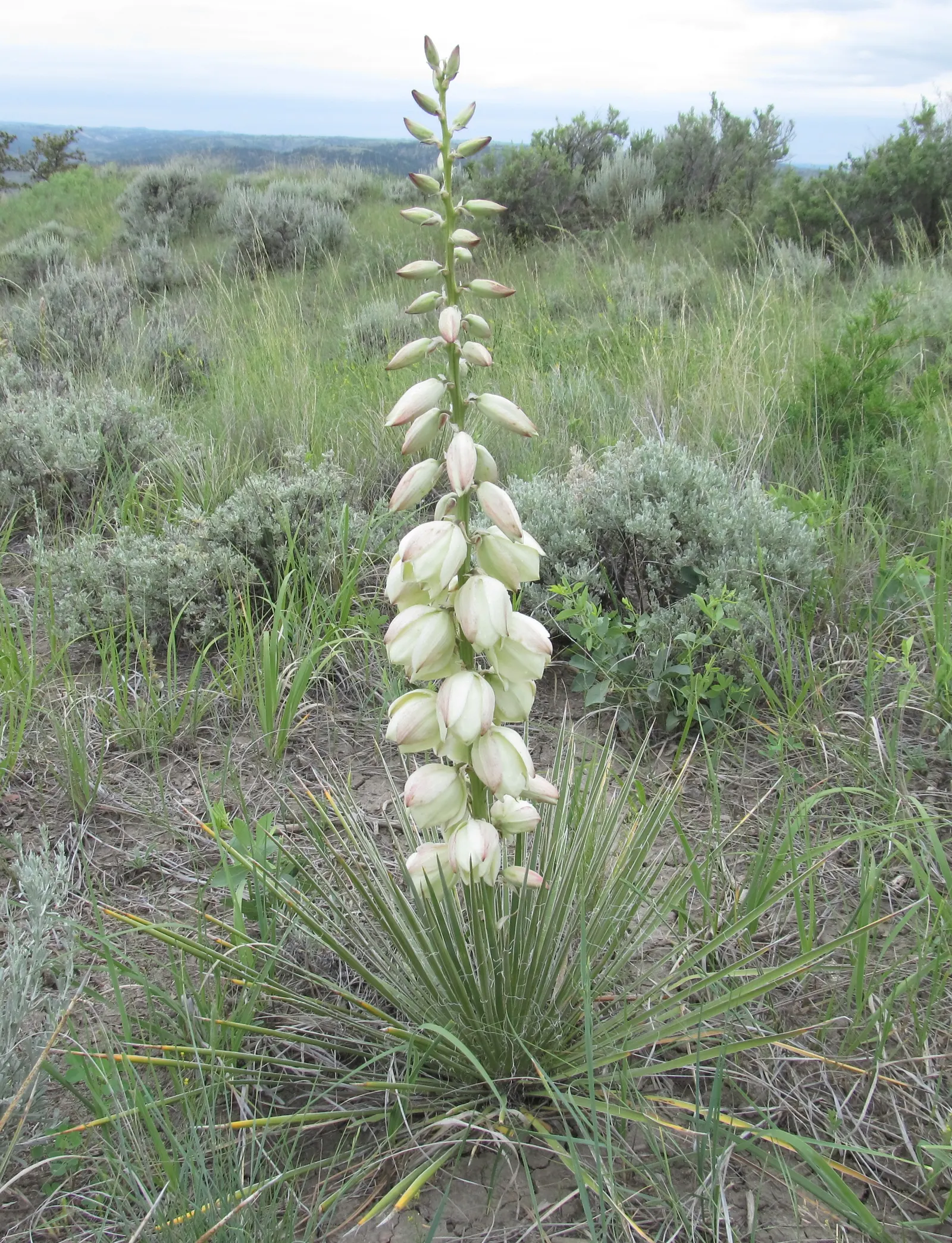 Mountain Yucca (Yucca Schottii) — Minimal maintenance is needed for this yucca