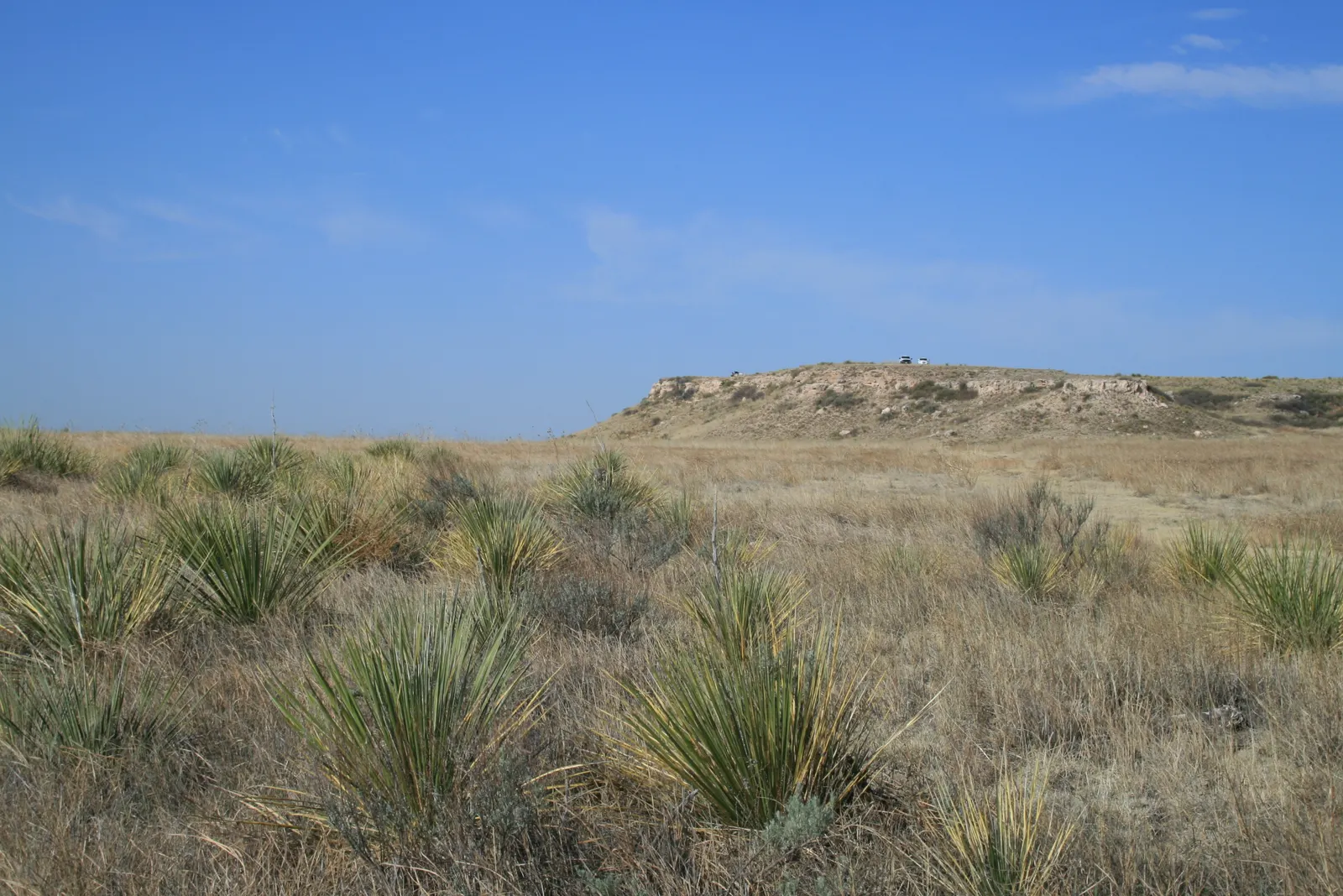 Mountain Yucca (Yucca Schottii) — it boasts a towering spike up to 5 feet tall