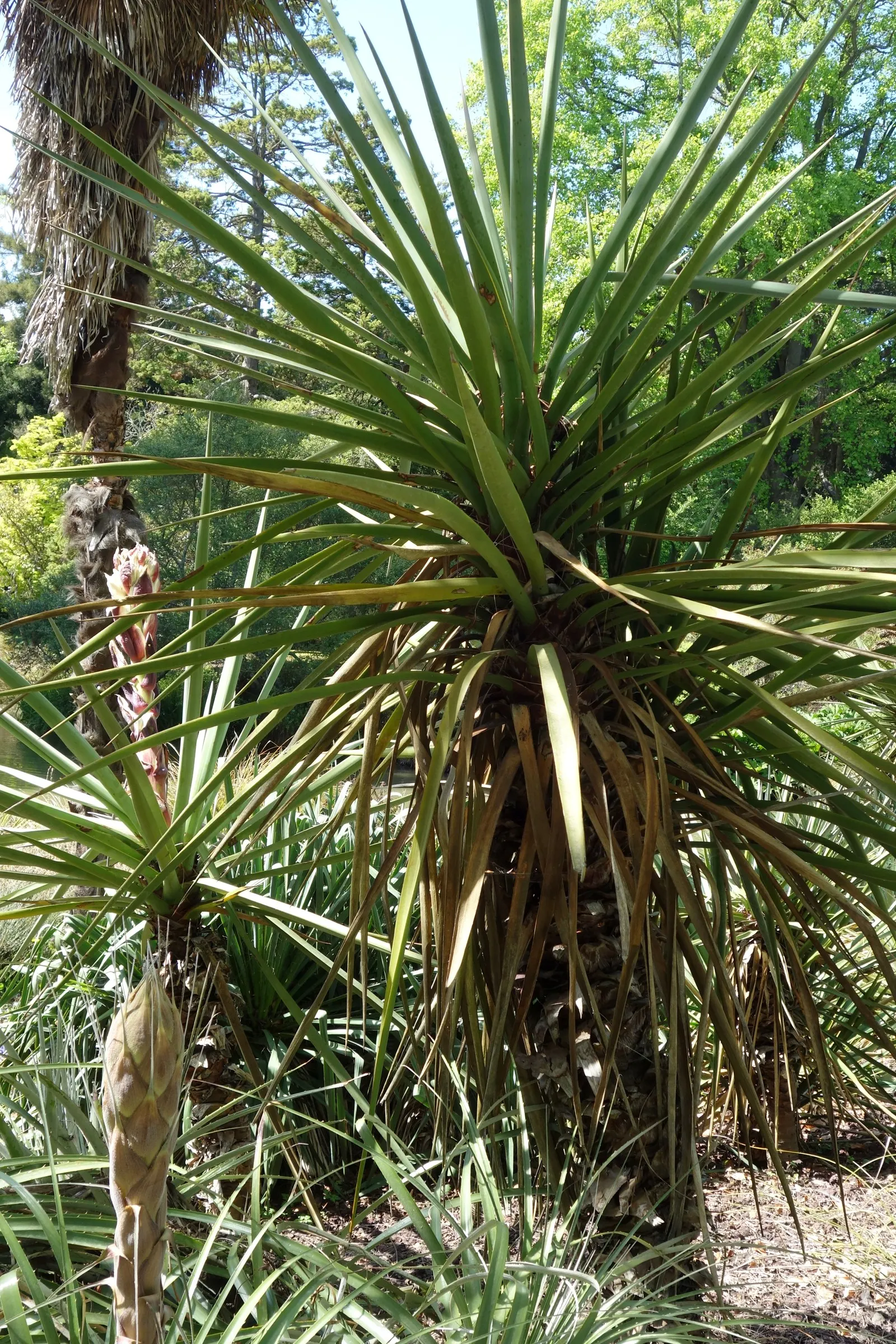 Mountain Yucca (Yucca Schottii) — making it an excellent choice for xeriscaped or water-wise gardens