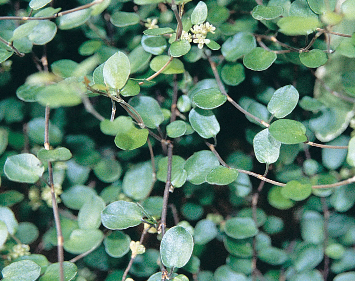 Big Leaf Creeping Wire Vine (Muehlenbeckia complexa) — Proven Winners - Big Leaf - Creeping Wire Vine - Muehlenbeckia complexa white plant details, image 21