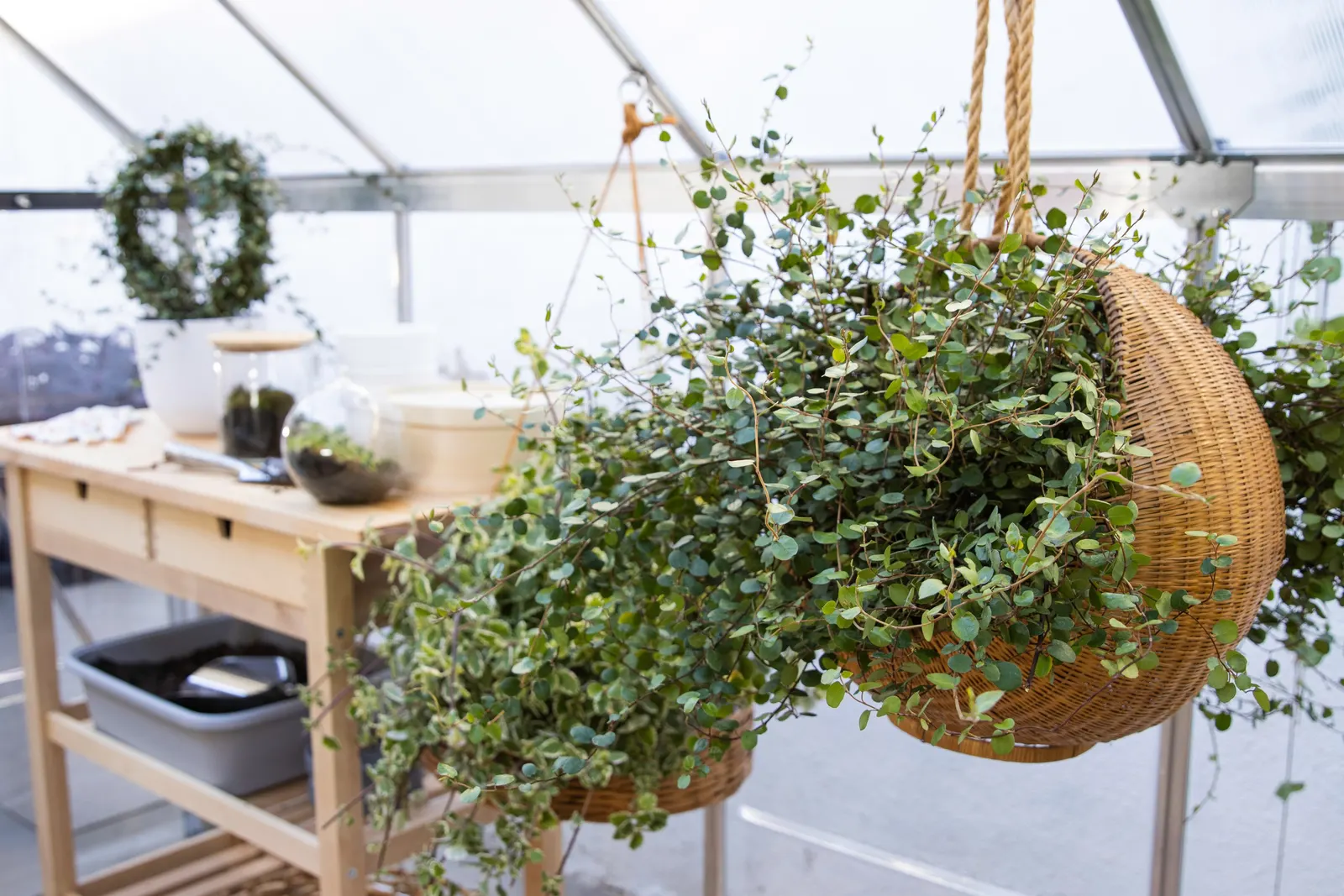 Big Leaf Creeping Wire Vine (Muehlenbeckia complexa) — information and resources; twining growth with dark stems and emerald-green leaves, Easy Care, image 14