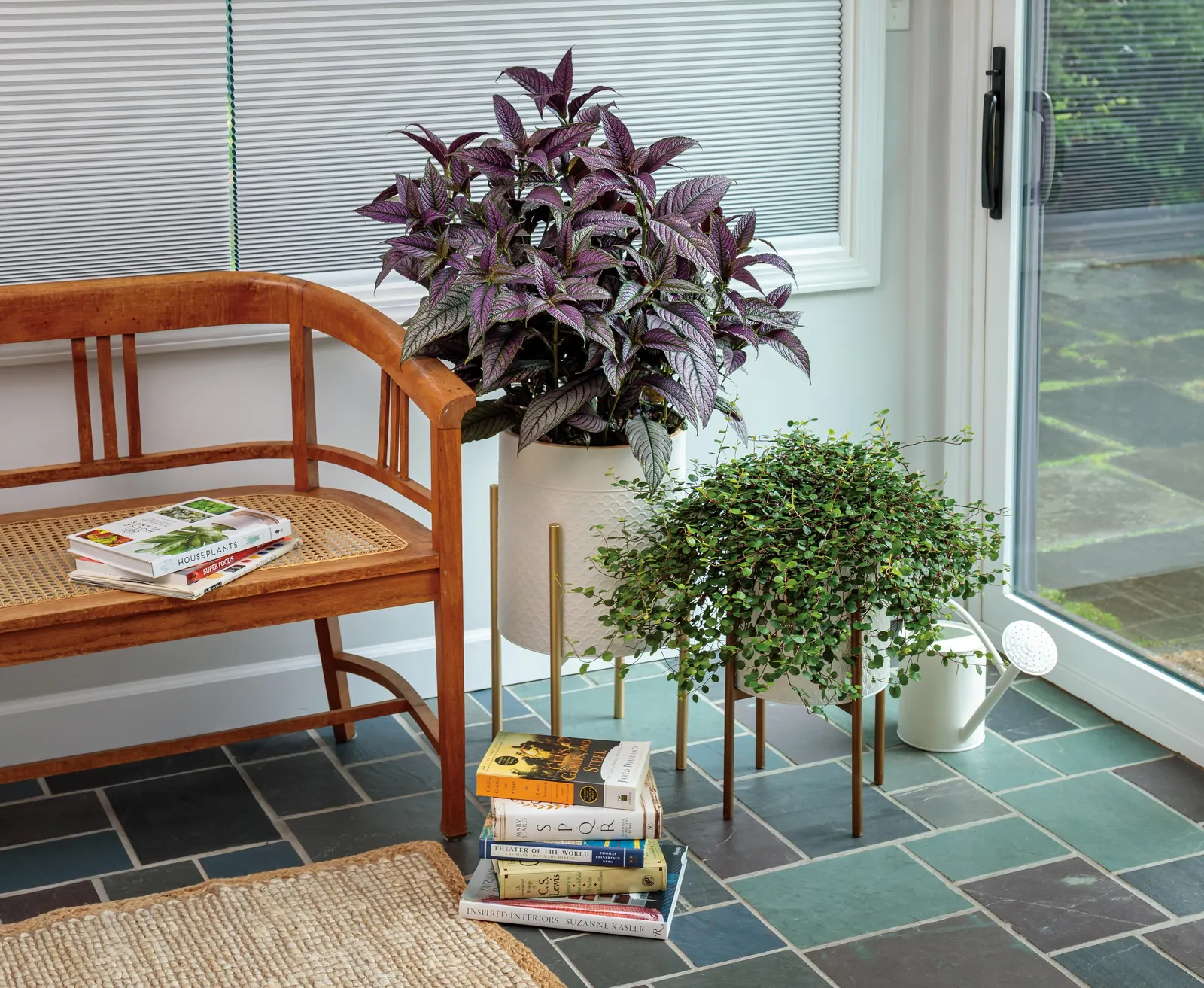 Big Leaf Creeping Wire Vine (Muehlenbeckia complexa) — Proven Winners - Big Leaf - Creeping Wire Vine - Muehlenbeckia complexa white plant details; white