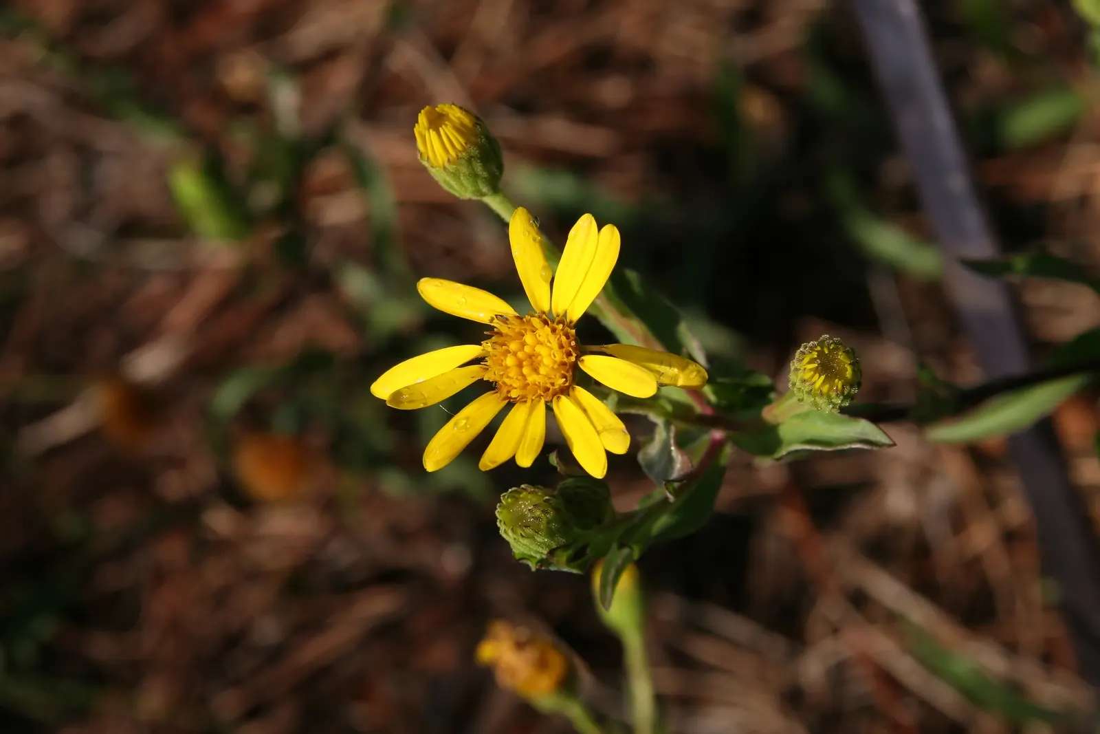 Maryland Goldeneaster (Chrysopsis Mariana) — Boasting vibrant yellow blooms from late summer to fall, it thrives in full sun and well-drained soils