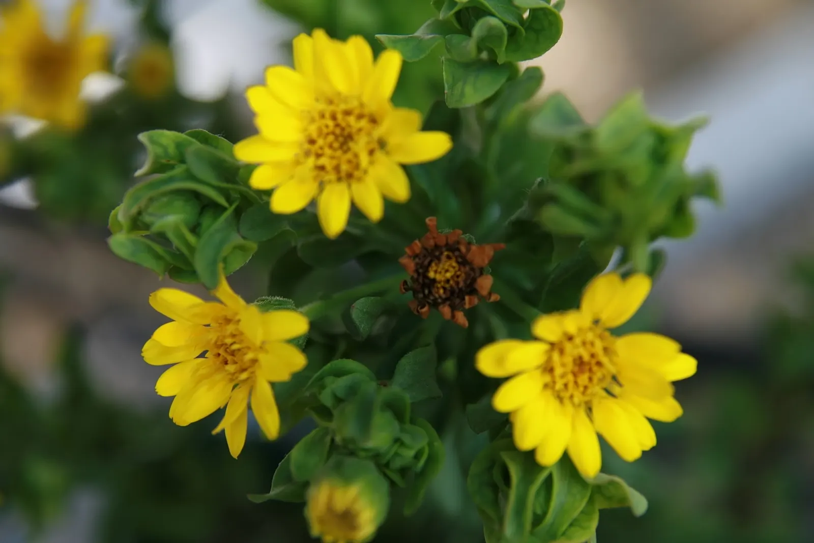Maryland Goldeneaster (Chrysopsis Mariana) — This perennial herbaceous wildflower