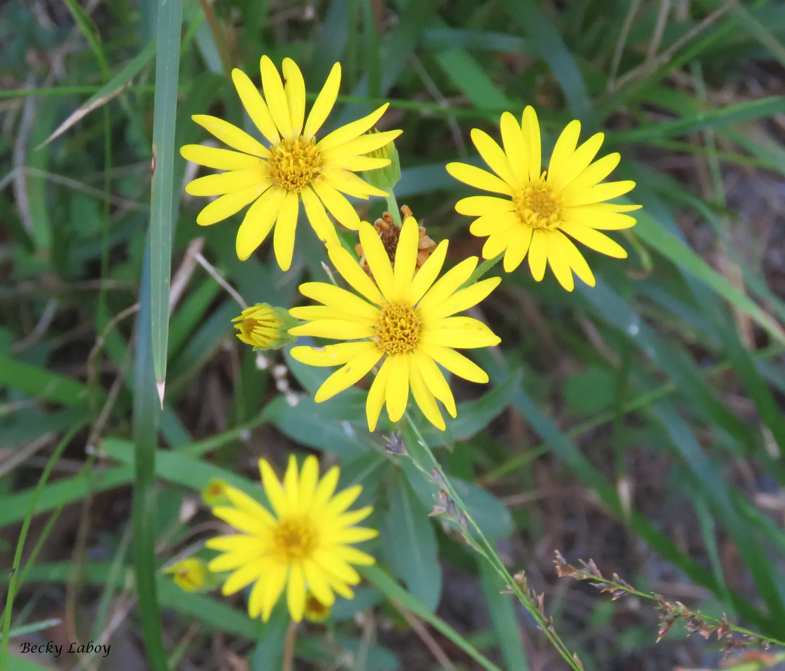 Maryland Goldeneaster (Chrysopsis Mariana) — Ideal for meadowscapes and naturalized areas