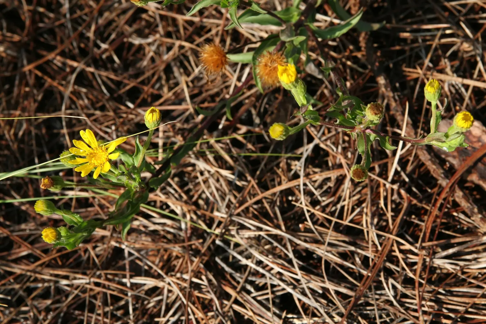 Maryland Goldeneaster (Chrysopsis Mariana) — belonging to the Asteraceae family